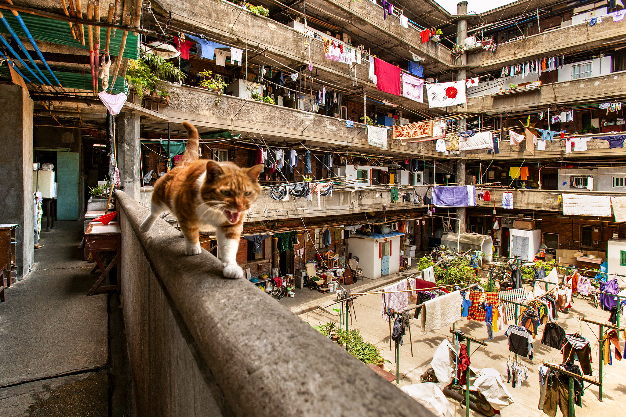 un gatto sul cornicione in un edificio di shangai