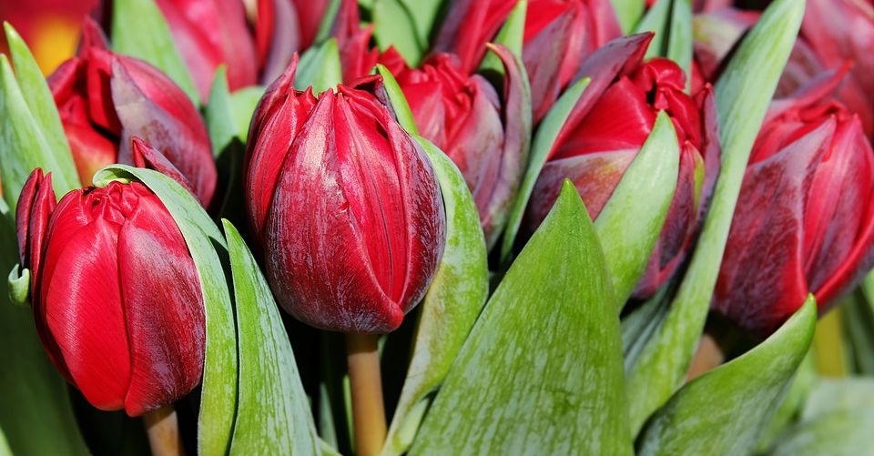 In Sicilia come in Olanda: tulipani rossi colorano Blufi