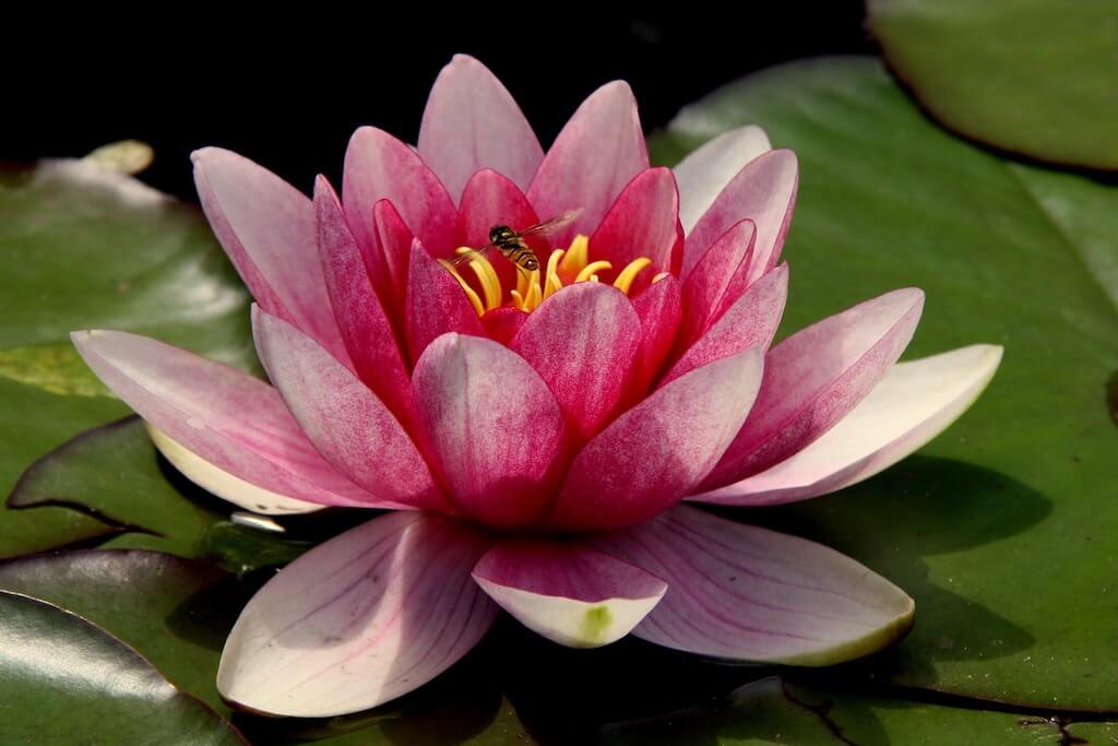 Il fiore di loto in Sri Lanka: il simbolo nazionale è il dono più comune da  portare nei templi - TravelGlobe