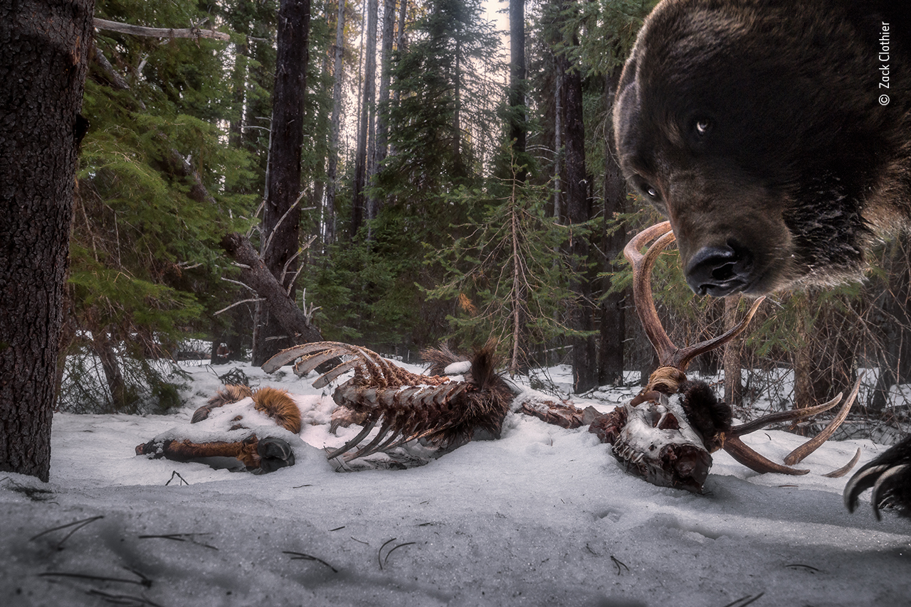 Avanzi di Grizzly di Zack Clothier, USA Vincitore, Animali nel loro ambiente/Wildlife Photographer of the Year