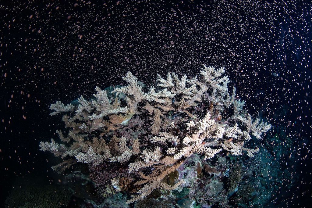 coralli australia