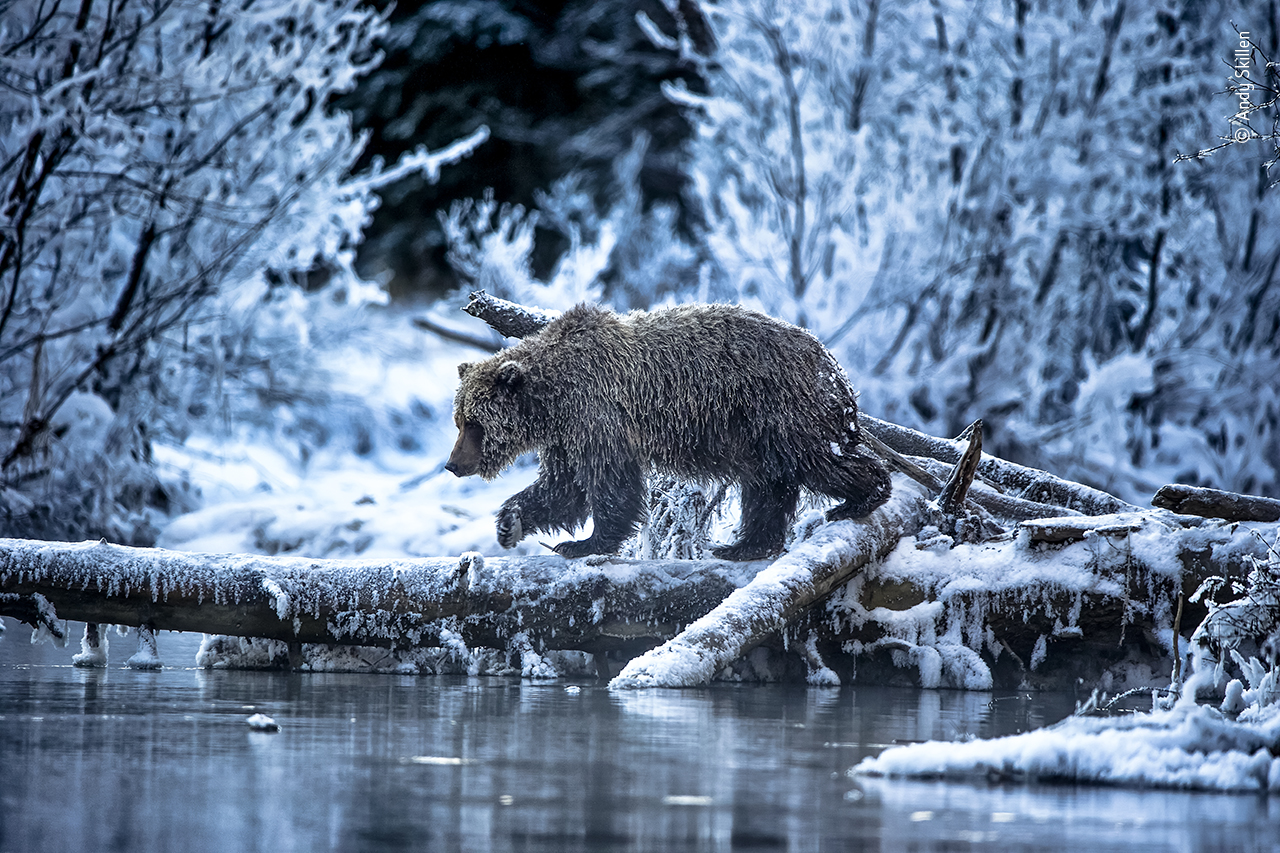 L'orso di ghiaccio arriva... ©Andy Skillen, Wildlife Photographer of the Year