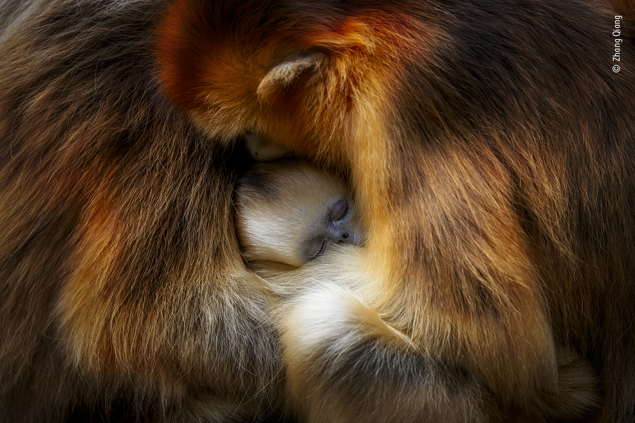 ©Zhang Qiang, Wildlife Photographer of the Year