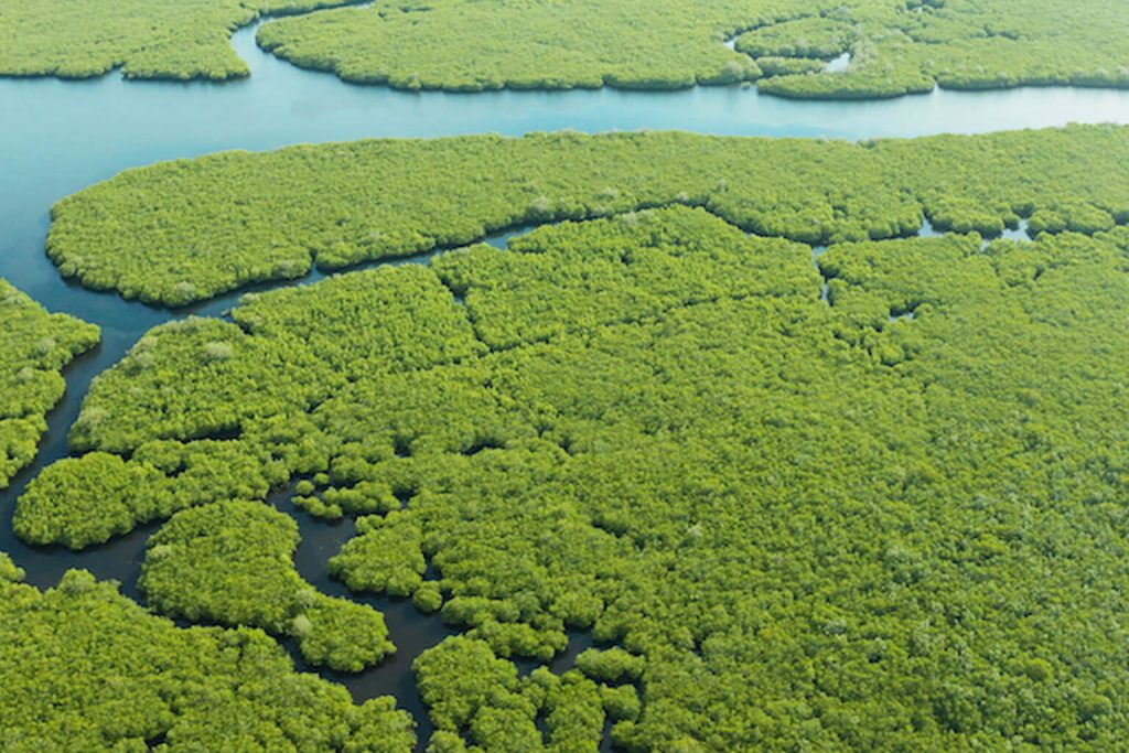 Foresta di mangrovie
