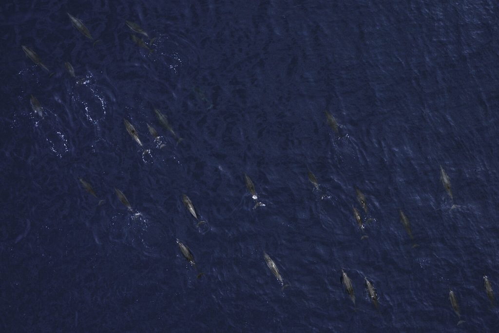 delfini avvistamento