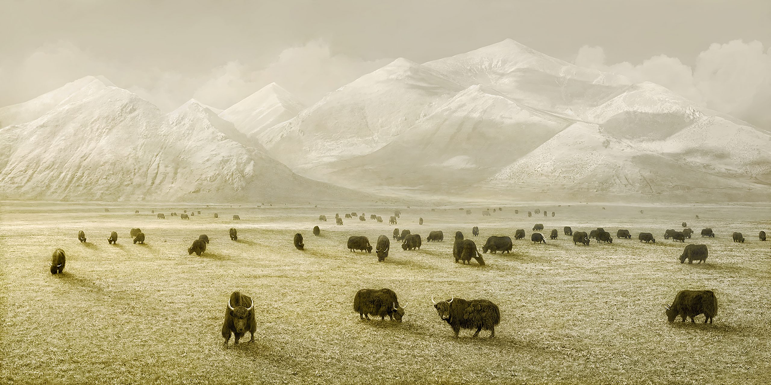 ©Irene Kung. Yak / Resilience and adaptation convey strength, 2021 D-print on rag paper Edition of 8 200 x 100 cm
