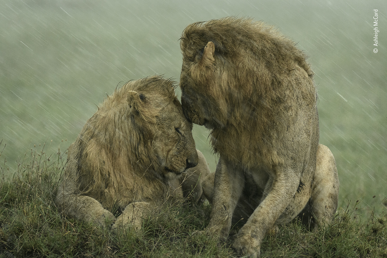 Riparo dalla pioggia. ©Ashleigh McCord, (USA) / Wildlife Photographer of the Year.