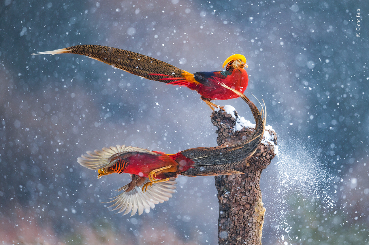 Ballando nella neve ©Qian Guo / Wildlife Photographer of the Year
