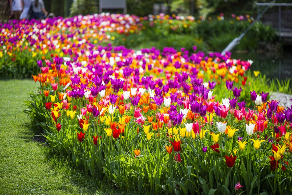 Tulipani Giardini di Sissi