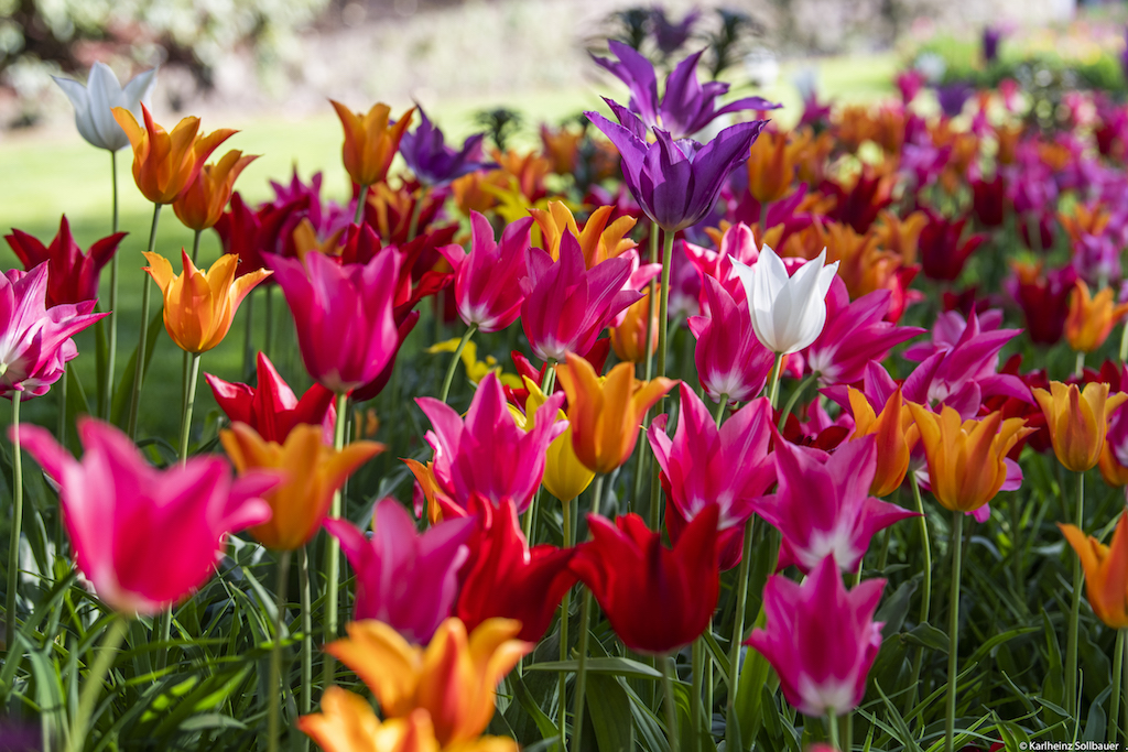 tulipani Giardini di Sissi