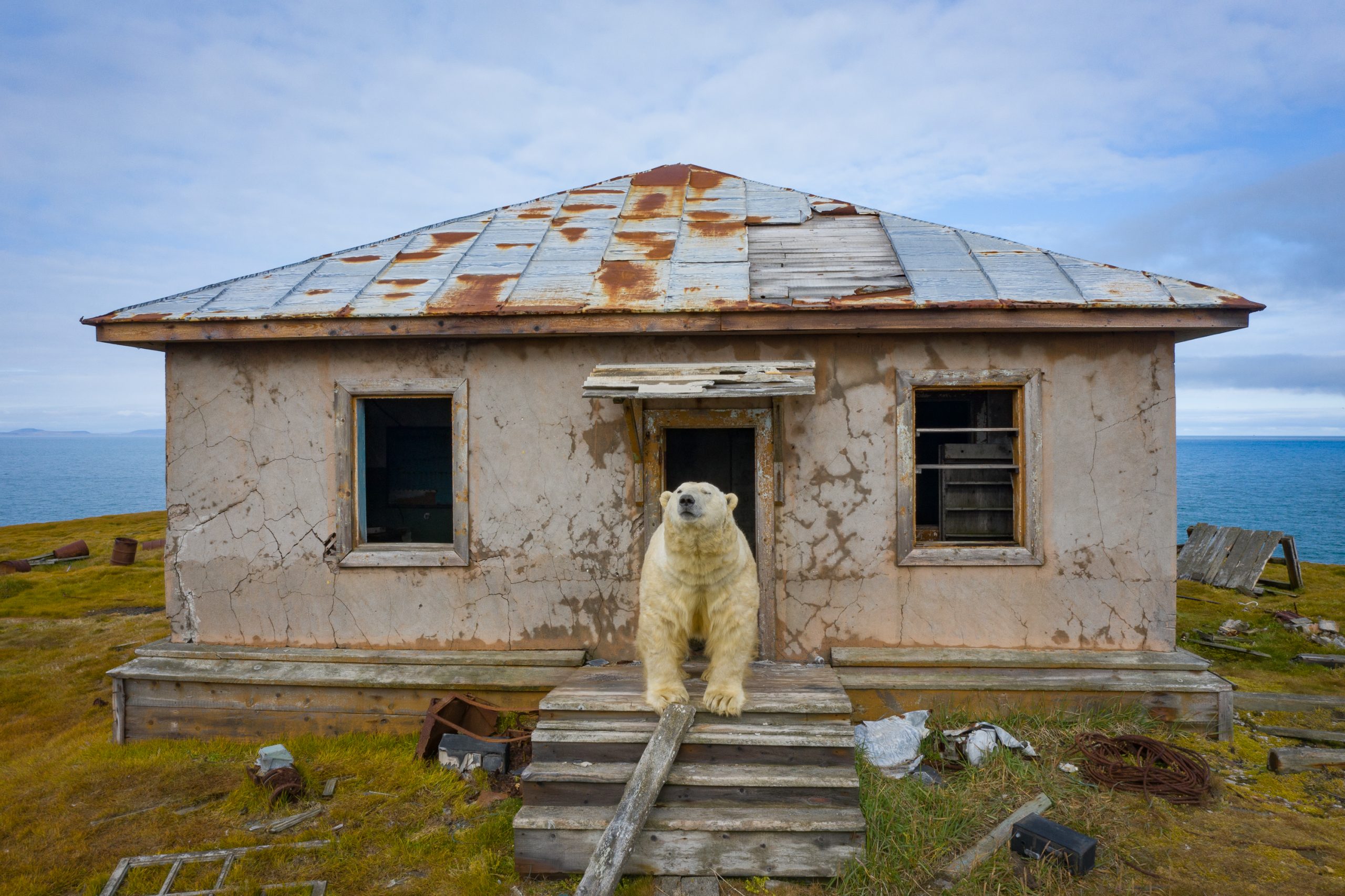 Isola di Koljučin (Russia). Un orso polare sulla porta di una casa disabitata dell'isola patrimonio UNESCO per la biodiversità dal 2004. © Dmitry Kokh