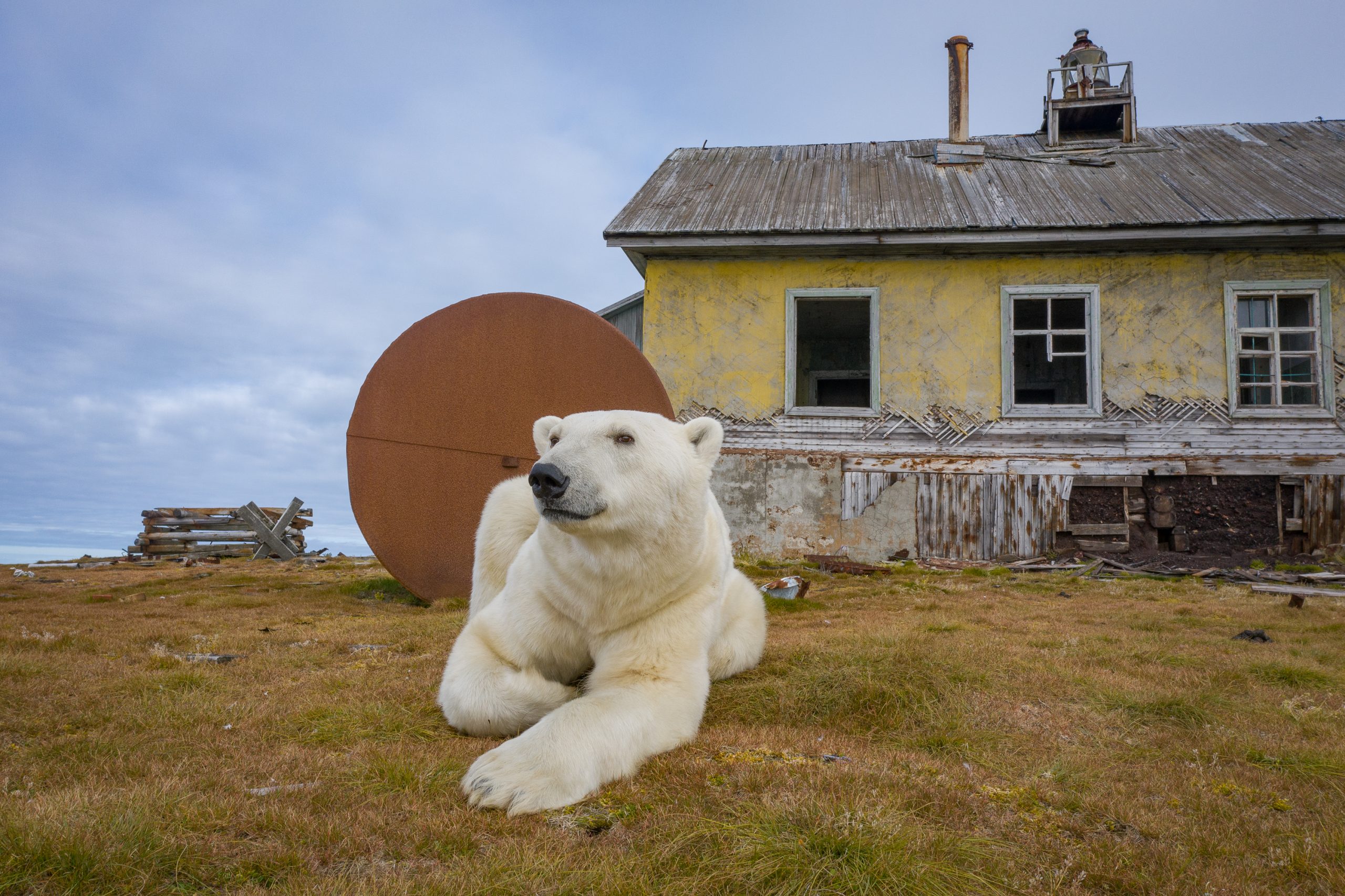 Isola di Koljučin (Russia). Un orso polare davanti a una casa disabitata dell'isola patrimonio UNESCO per la biodiversità dal 2004. ©Dmitry Kokh