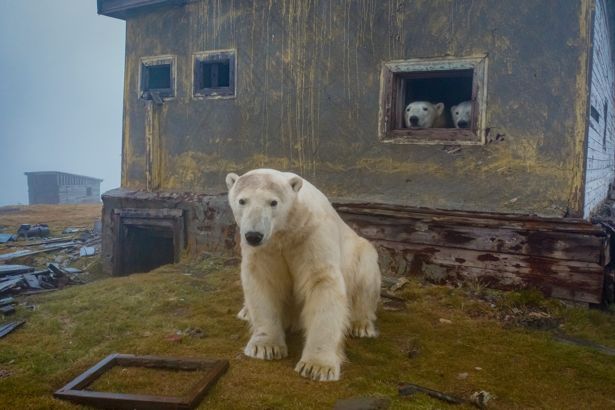 Isola di Koljučin (Russia). Orsi polari in una casa disabitata dell'isola patrimonio UNESCO per la biodiversità dal 2004. ©Dmitry Kokh