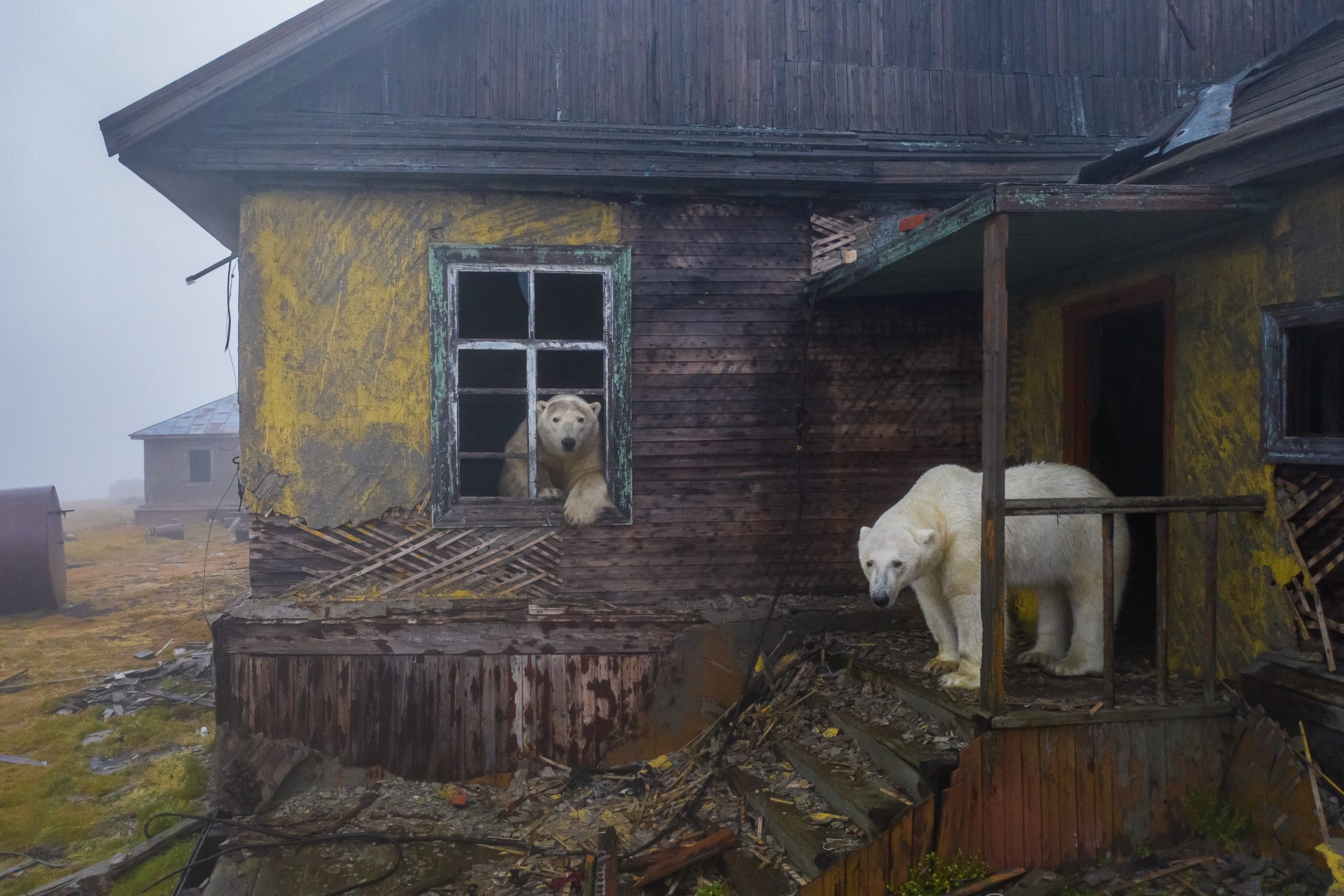 Isola di Koljučin (Russia). Orsi polari in una casa disabitata dell'isola patrimonio UNESCO per la biodiversità dal 2004. ©Dmitry Kokh