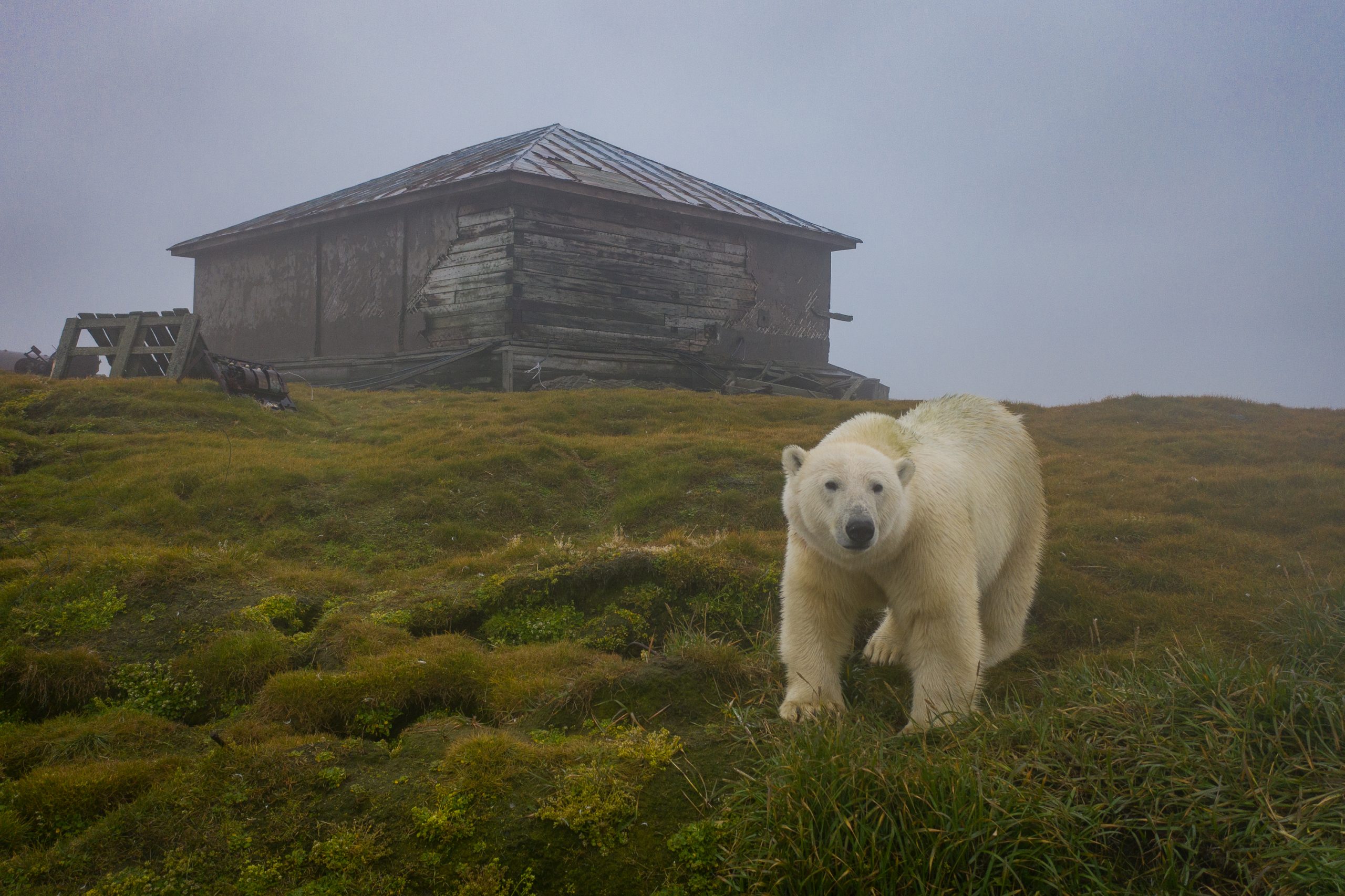 Isola di Koljučin (Russia). Un orso polare si aggira tra le case disabitate dell'isola, ppatrimonio UNESCO per la biodiversità dal 2004. © Dmitry Kokh