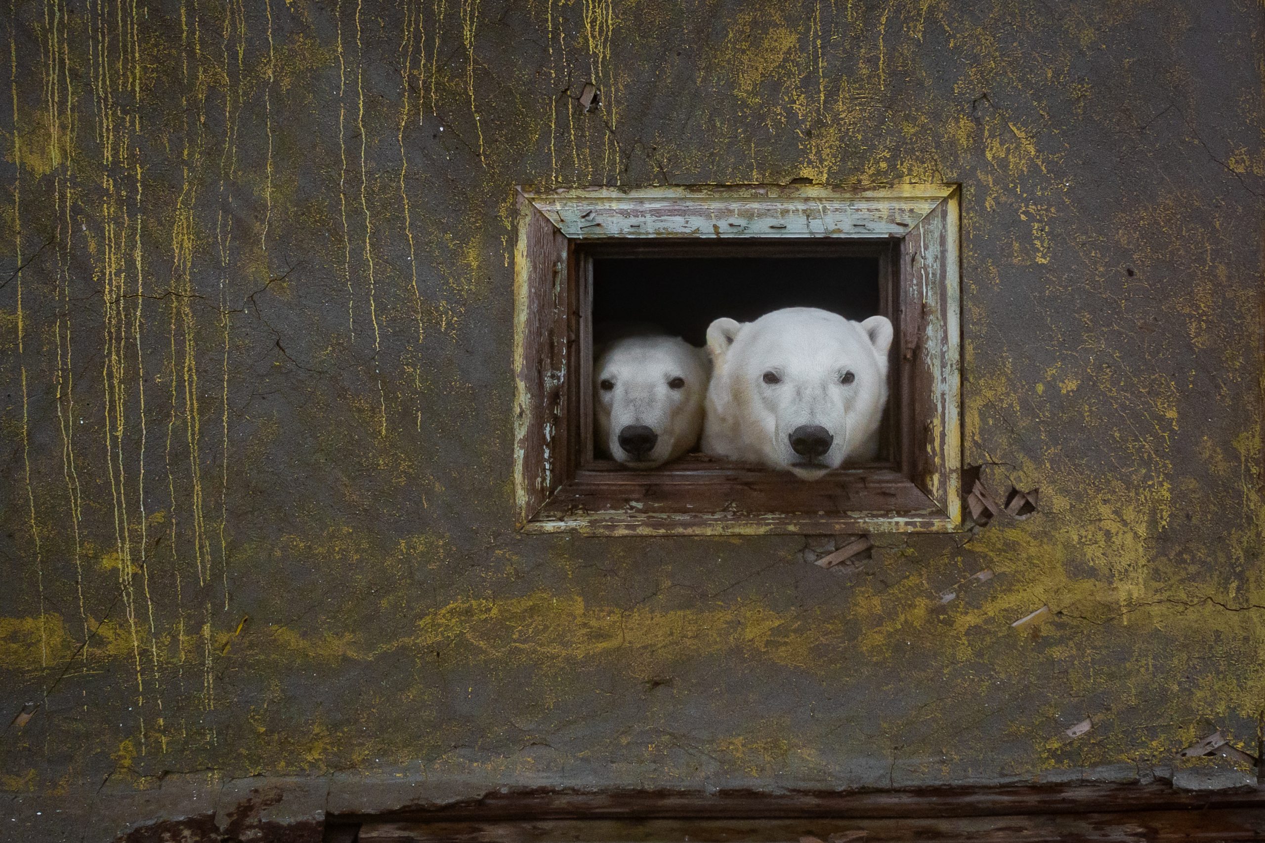 Isola di Koljučin (Russia). Due orsi polari si affacciano alla finestra di una casa disabitata dell'isola patrimonio UNESCO per la biodiversità dal 2004. © Dmitry Kokh