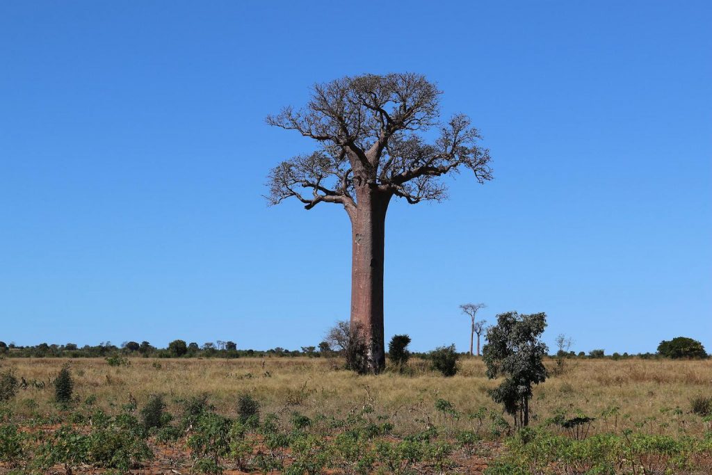 Baobab Madagascar