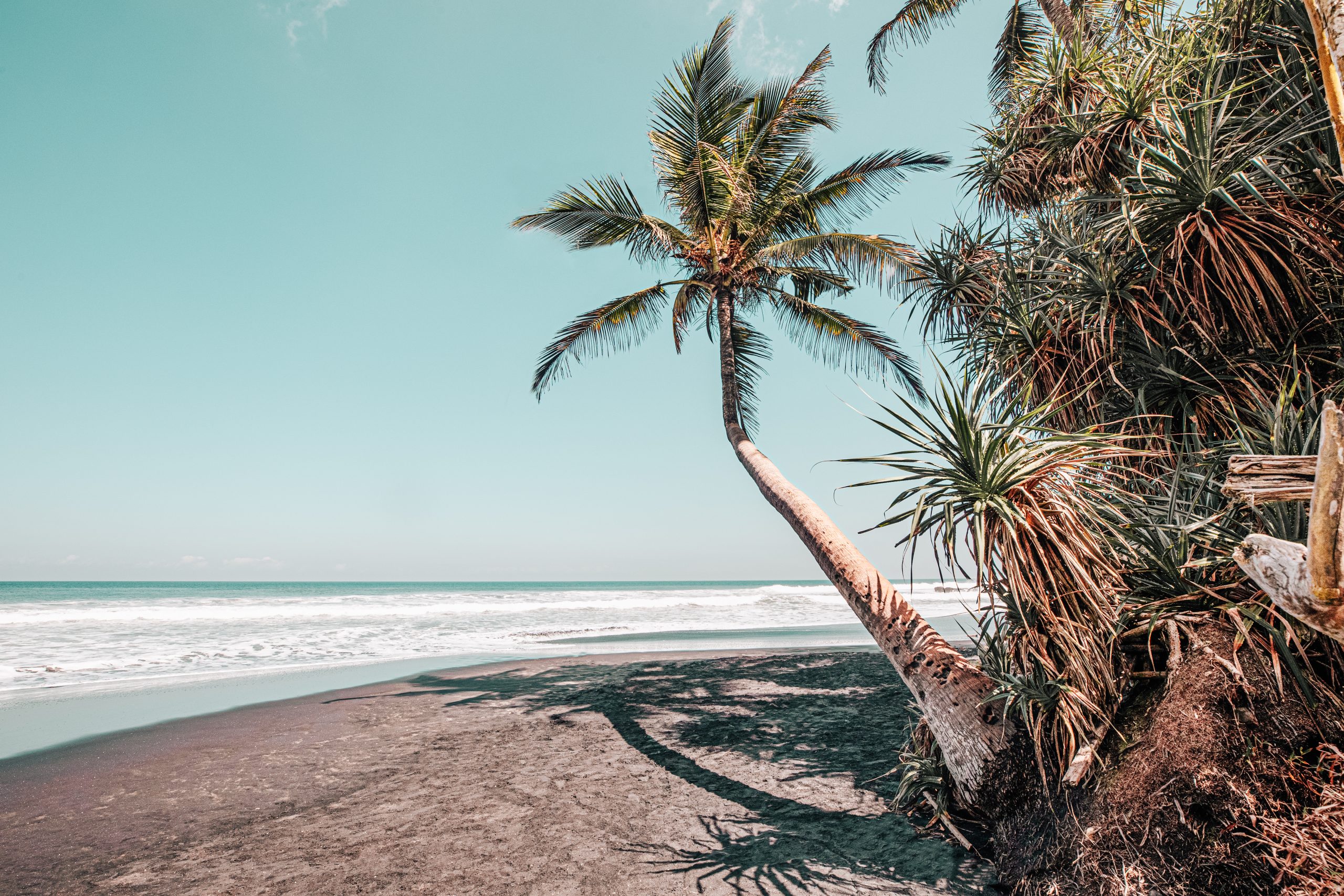 Bali. Palma ricurva ©Giovanna Aryafara