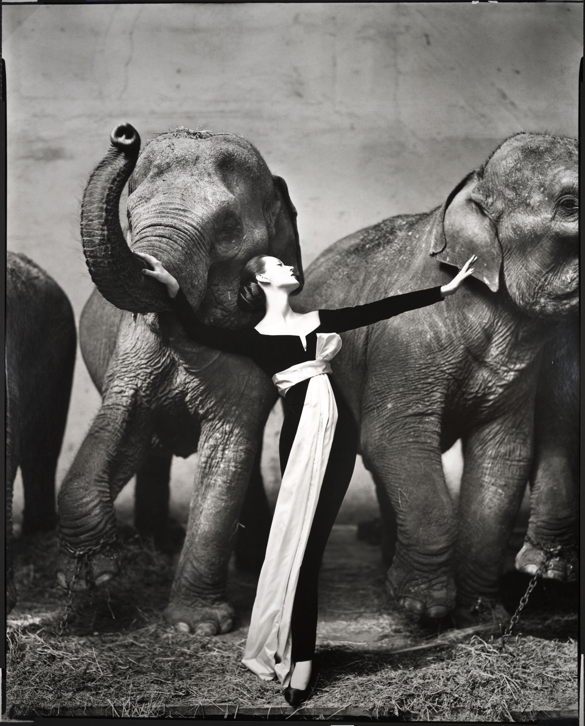 Richard Avedon. Dovima with elephants, evening dress by Dior, Cirque d'hiver, Paris. August 1955. @The Richard Avedon Foundation