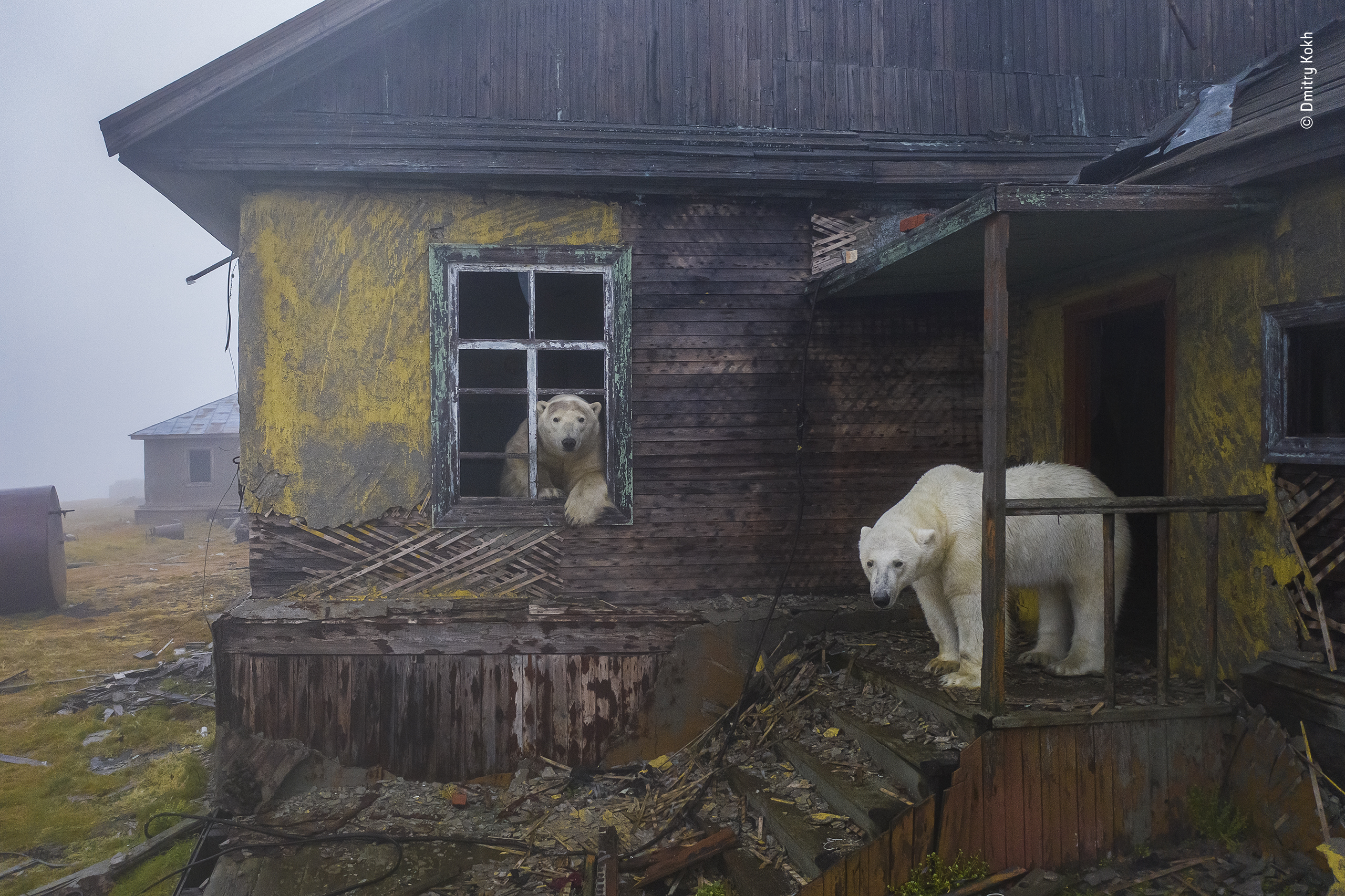LA CASA DEGLI ORSI © Dmitry Kokh, Russia/Wildlife Photographer of the Year. Vincitore, Urban Wildlife Dmitry Kokh presenta questa scena inquietante di orsi polari avvolti nella nebbia nell'insediamento di Kolyuchin. Su uno yacht, in cerca di riparo da una tempesta, Dmitry ha avvistato gli orsi polari che vagavano tra gli edifici dell'insediamento da lungo tempo deserto. Mentre esploravano ogni finestra e porta, Dmitry ha usato un drone a basso rumore per scattare una foto che evoca un futuro post-apocalittico. Nella regione del Mare dei Chukchi, gli orsi, normalmente solitari, di solito migrano più a nord in estate, seguendo il ritiro del ghiaccio marino da cui dipendono per la caccia alle foche, il loro cibo principale. Se il ghiaccio sciolto rimane vicino alla costa di quest'isola rocciosa, gli orsi a volte vagano incuriositi. Località: Isola di Kolyuchin, Chukotka, Russia. Dettagli tecnici: DJI Mavic 2 Pro + Hasselblad L1D-20c + obiettivo 28mm f2.8; 1/160 sec a f2.8; ISO 640
