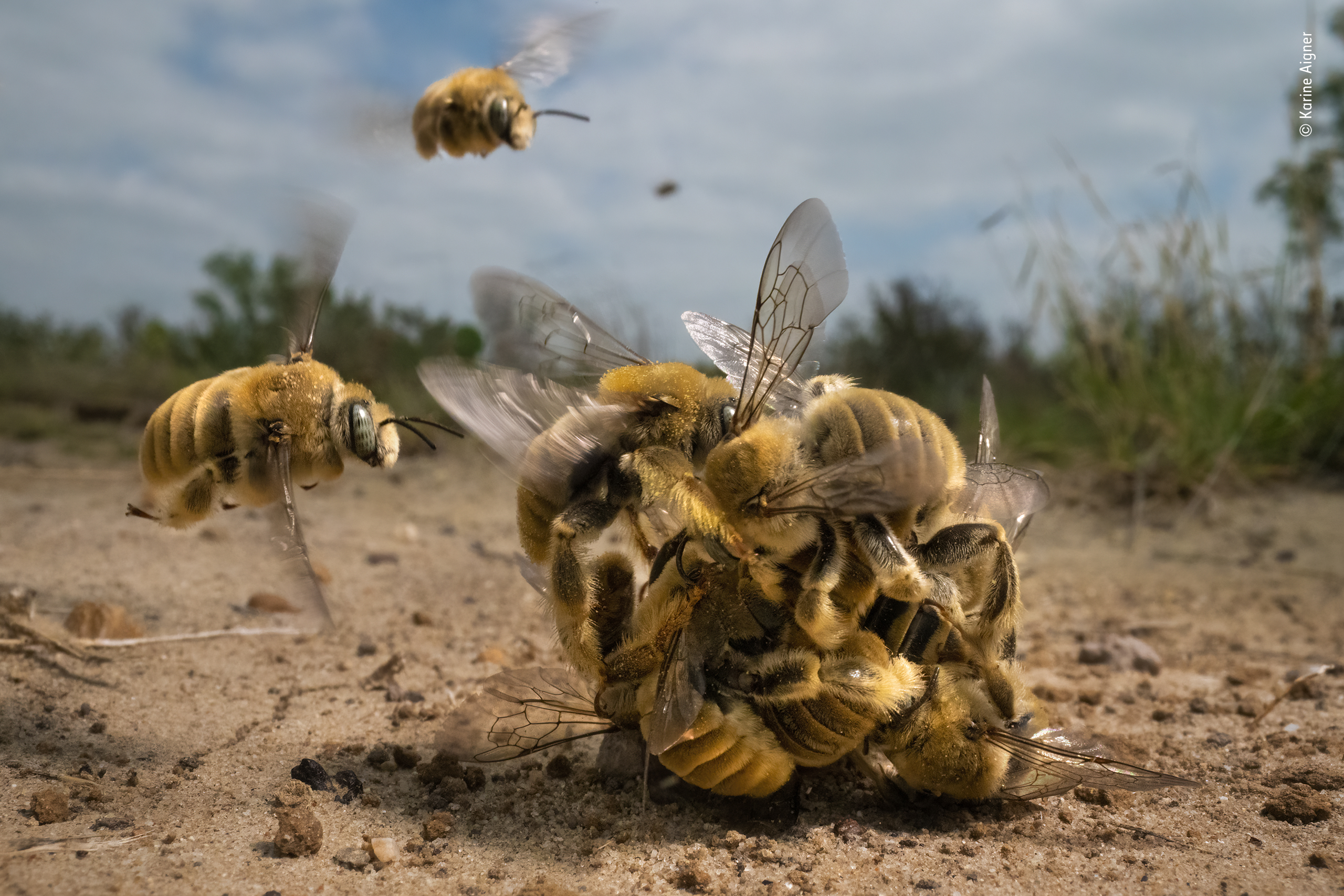 IL GRANDE RONZIO. ©Karine Aigner, USA. / Wildlife Photographer of the year/Vincitore, Comportamento: Invertebrati. VINCITORE ASSOLUTO WILDLIFE PHOTOGRAPHER OF THE YEAR 2022. Karine Aigner si avvicina all'azione mentre un gruppo di api compete per accoppiarsi. Usando un obiettivo macro, Karine ha catturato il culmine dell' attività di una palla ronzante di api cactus che rotolava sulla sabbia calda. Dopo pochi minuti, la coppia al centro – un maschio aggrappato all'unica femmina nella mischia – volò via per accoppiarsi. Le api nel mondo sono minacciate dalla perdita di habitat, dai pesticidi e dai cambiamenti climatici. Con il 70% delle specie di api che nidificano sottoterra, è sempre più importante che le aree di suolo naturale siano lasciate intatte. Località: South Texas, USA Dettagli tecnici: Sony α7R III + Laowa 24mm f14 2x obiettivo sonda macro; 1/1000 sec; ISO 6400; Profoto strobo + trigger wireless