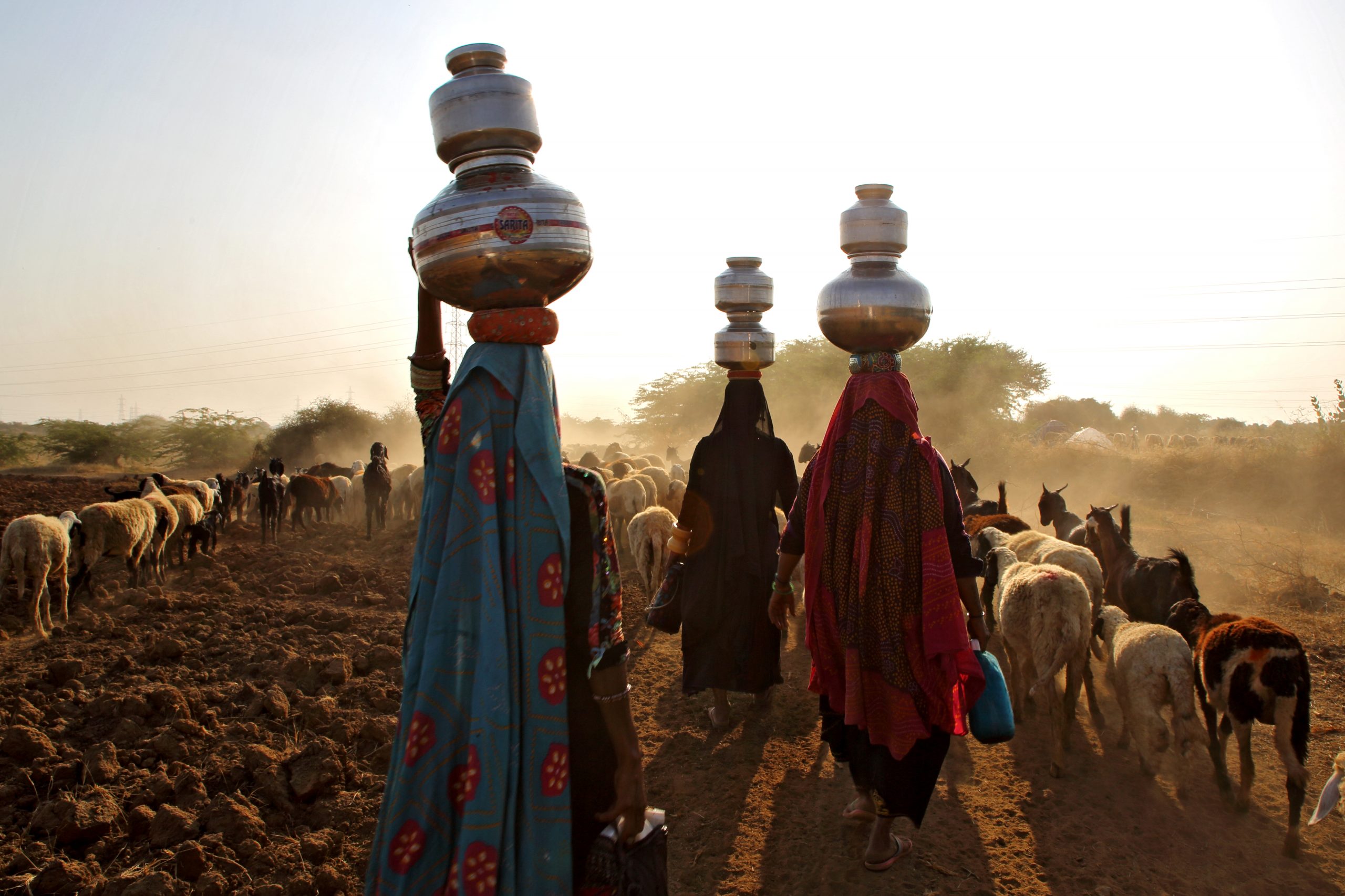 India-Gujarat. Le donne Rabari Vagadiya portano l'acqua da pozzi e stagnial campo. ph. Bruno Zanzottera©