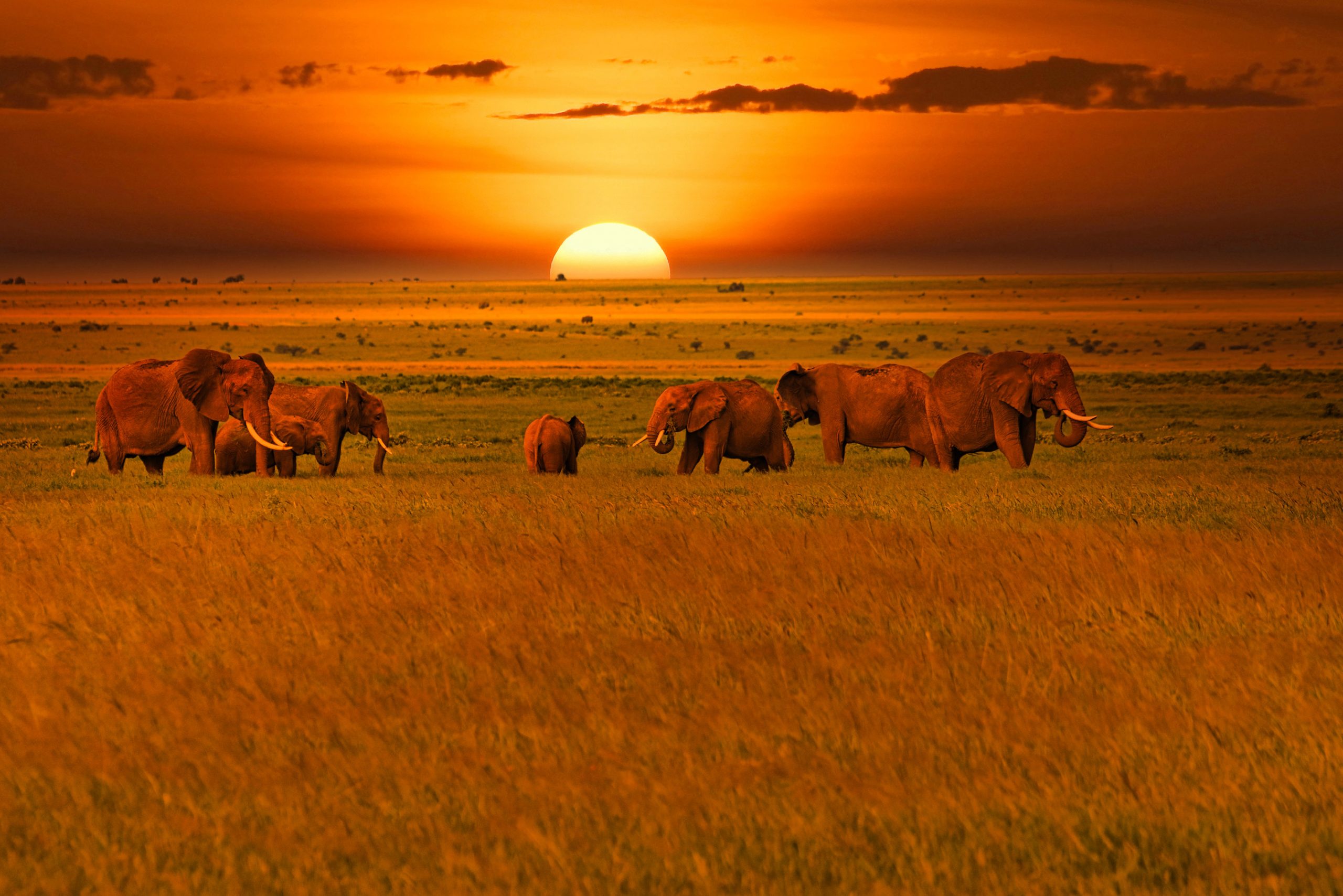 Elefanti al tramonto nei Parchi Nazionali Tsavo Est e Tsavo Ovest in Kenya ©Shutterstock