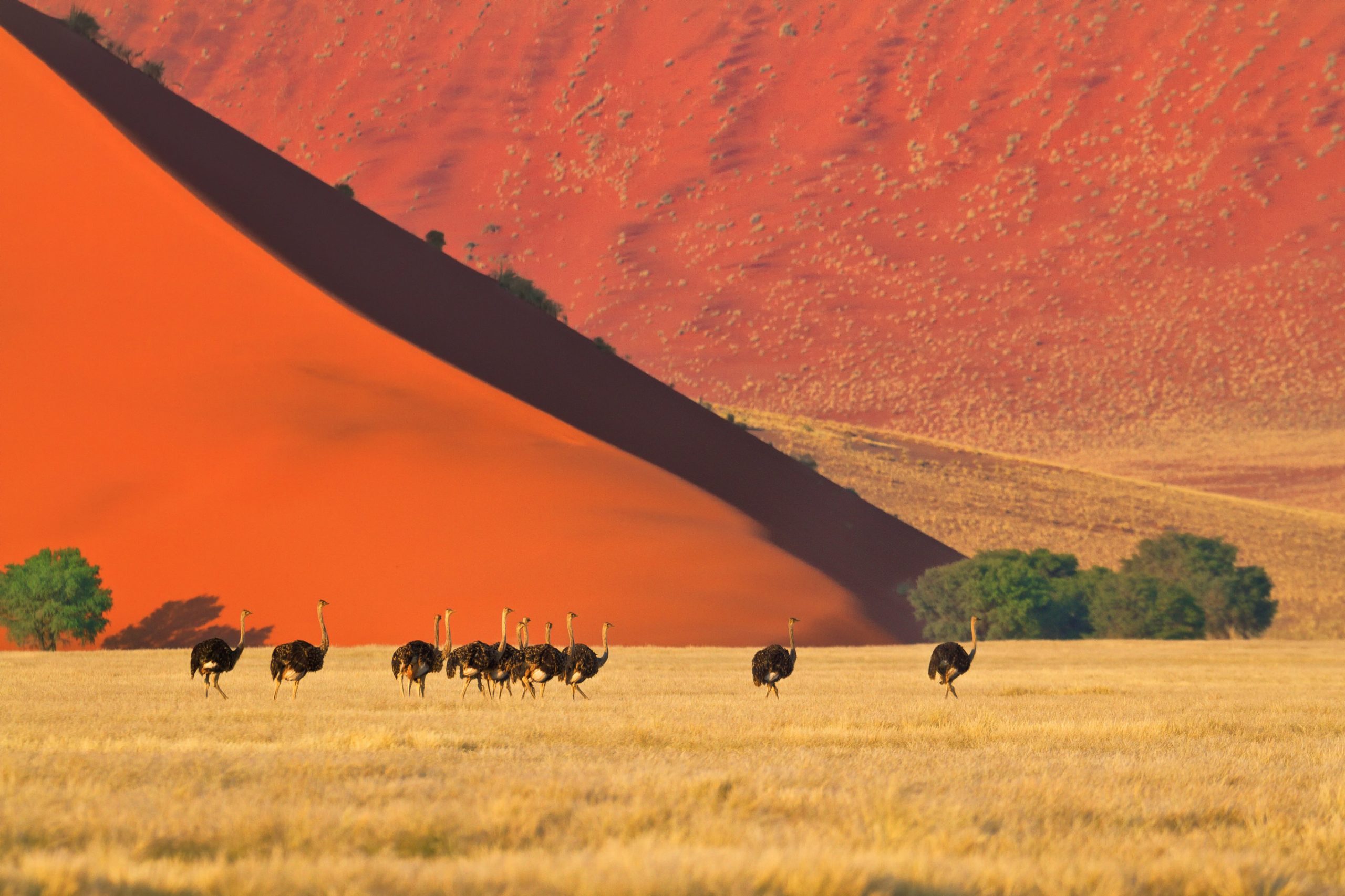 Gruppo di struzzi nel Parco nazionale di Namib-Naukluft Namibia © Jan Hendrik_Shutterstock