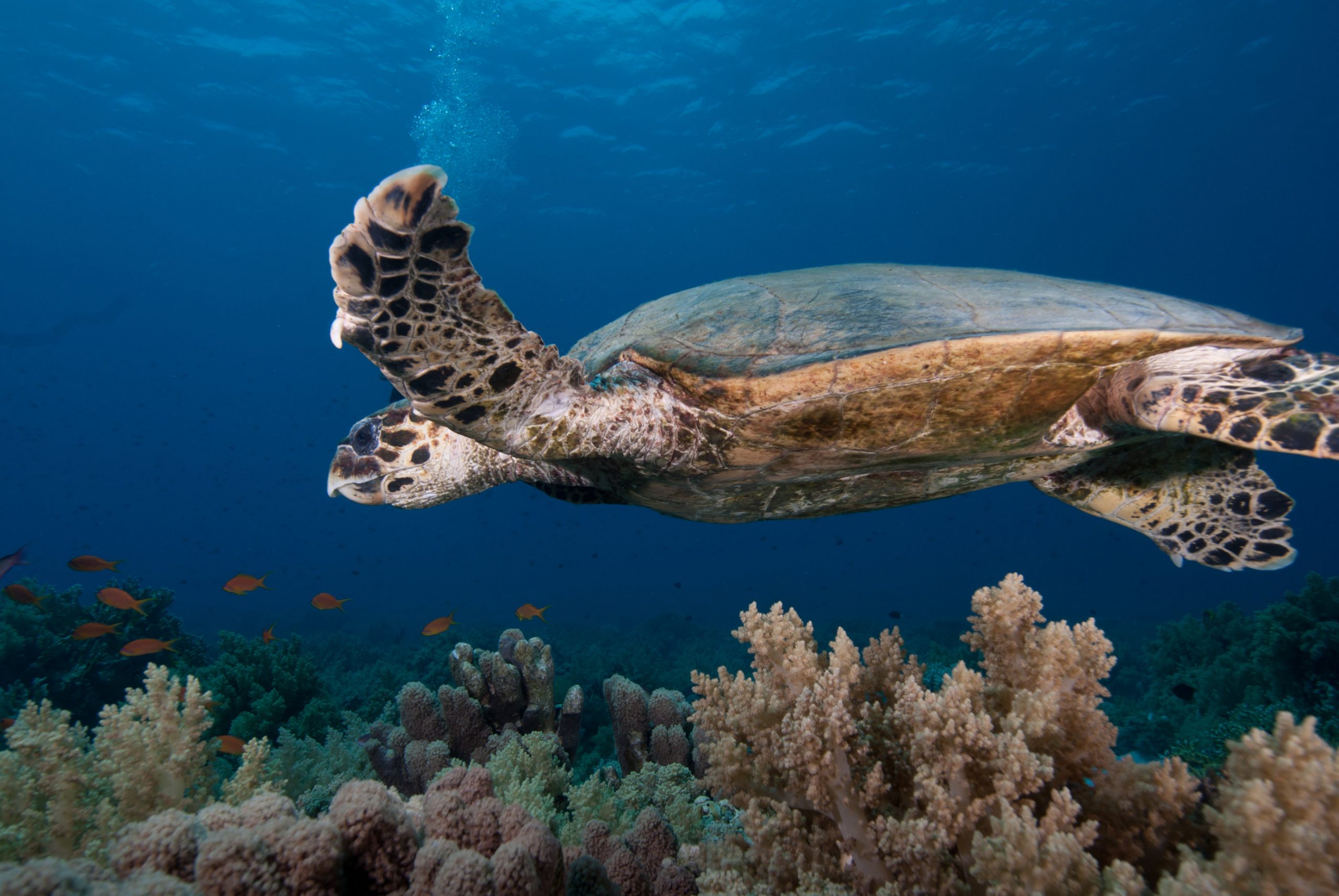 Un esemplare di tartaruga embricata nuota nelle acque della riserva marina Parco nazionale di Ras Mohammed Egitto ©Shutterstock