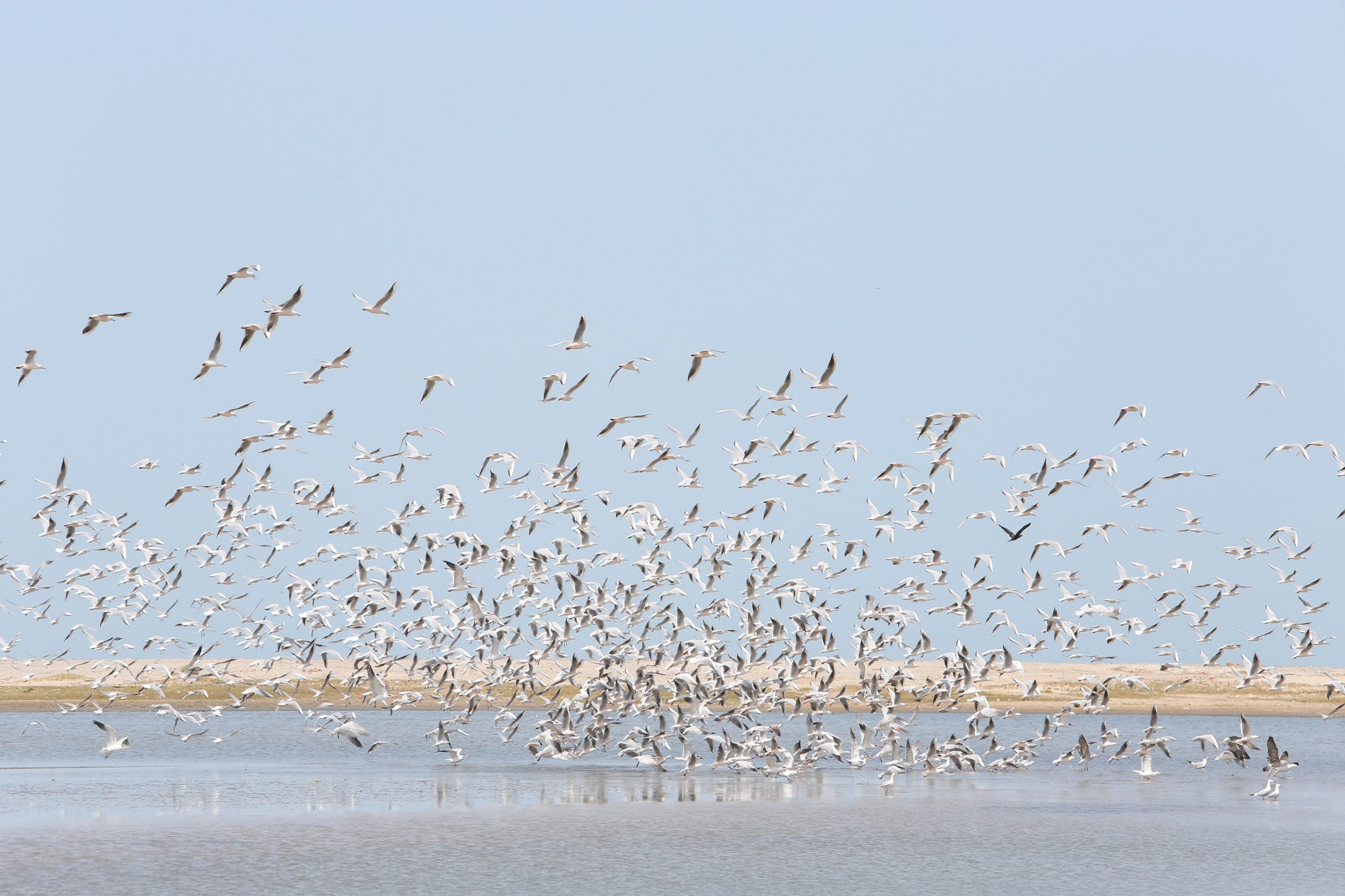 Gabbiani nel Santuario nazionale degli uccelli di Djoudj Senegal ©Shutterstock