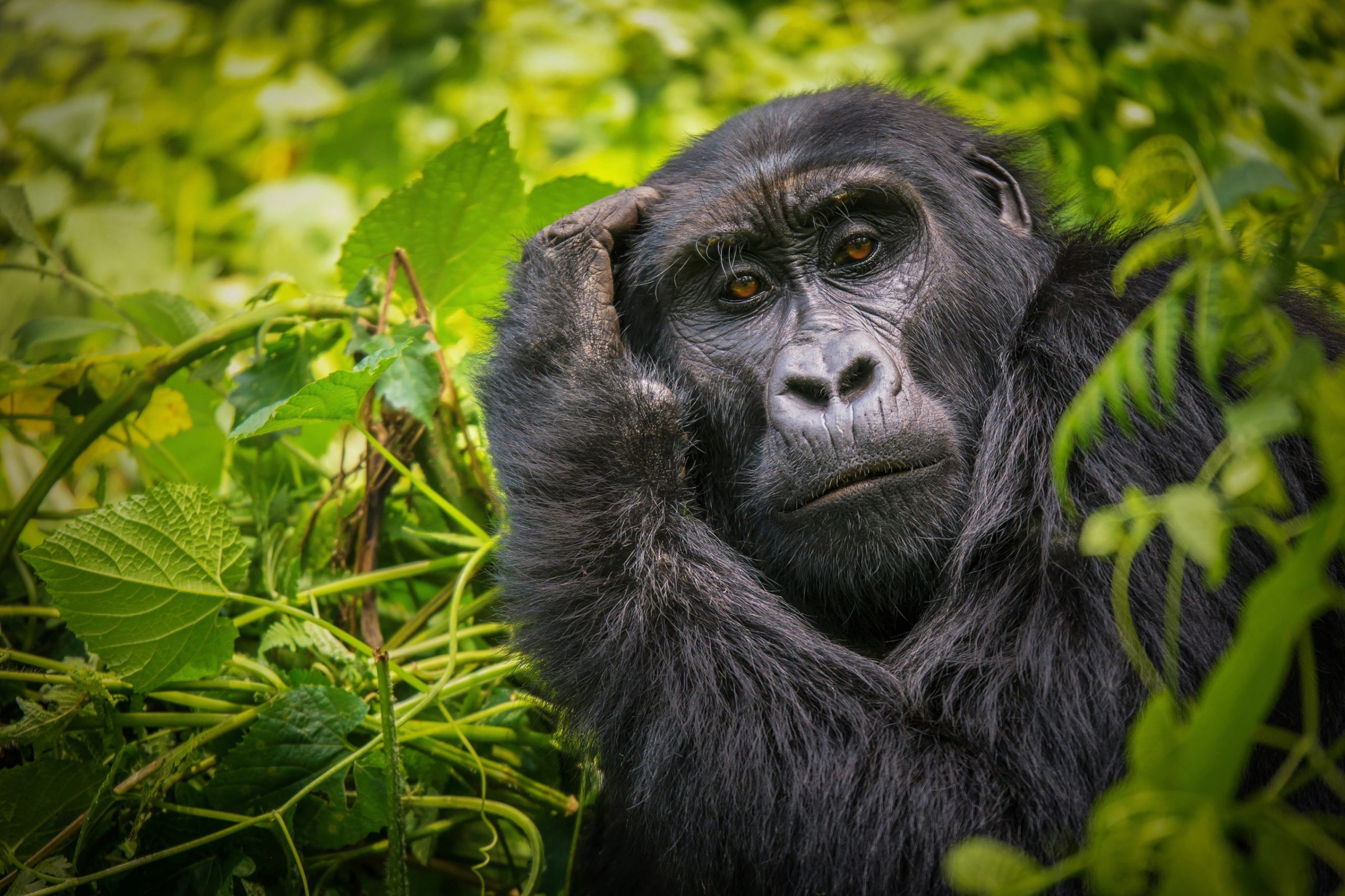 Una femmina di gorilla di montagna nell'impenetrabile Parco Nazionale di Bwindi Uganda ©Shutterstock.