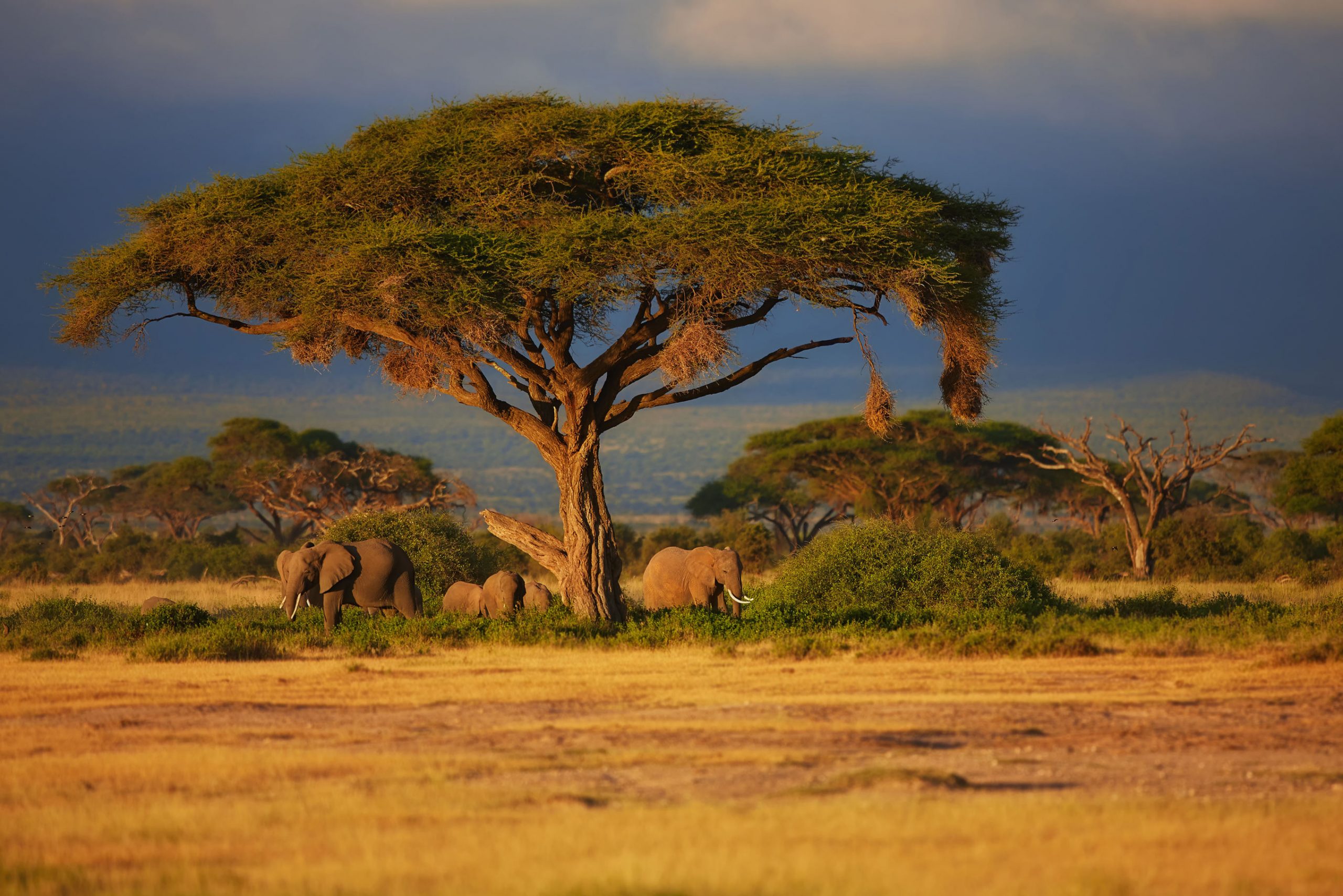 Elefanti sotto un albero nella Riserva Nazionale Masai Mara Kenya © Maggy Meyer_Shutterstock
