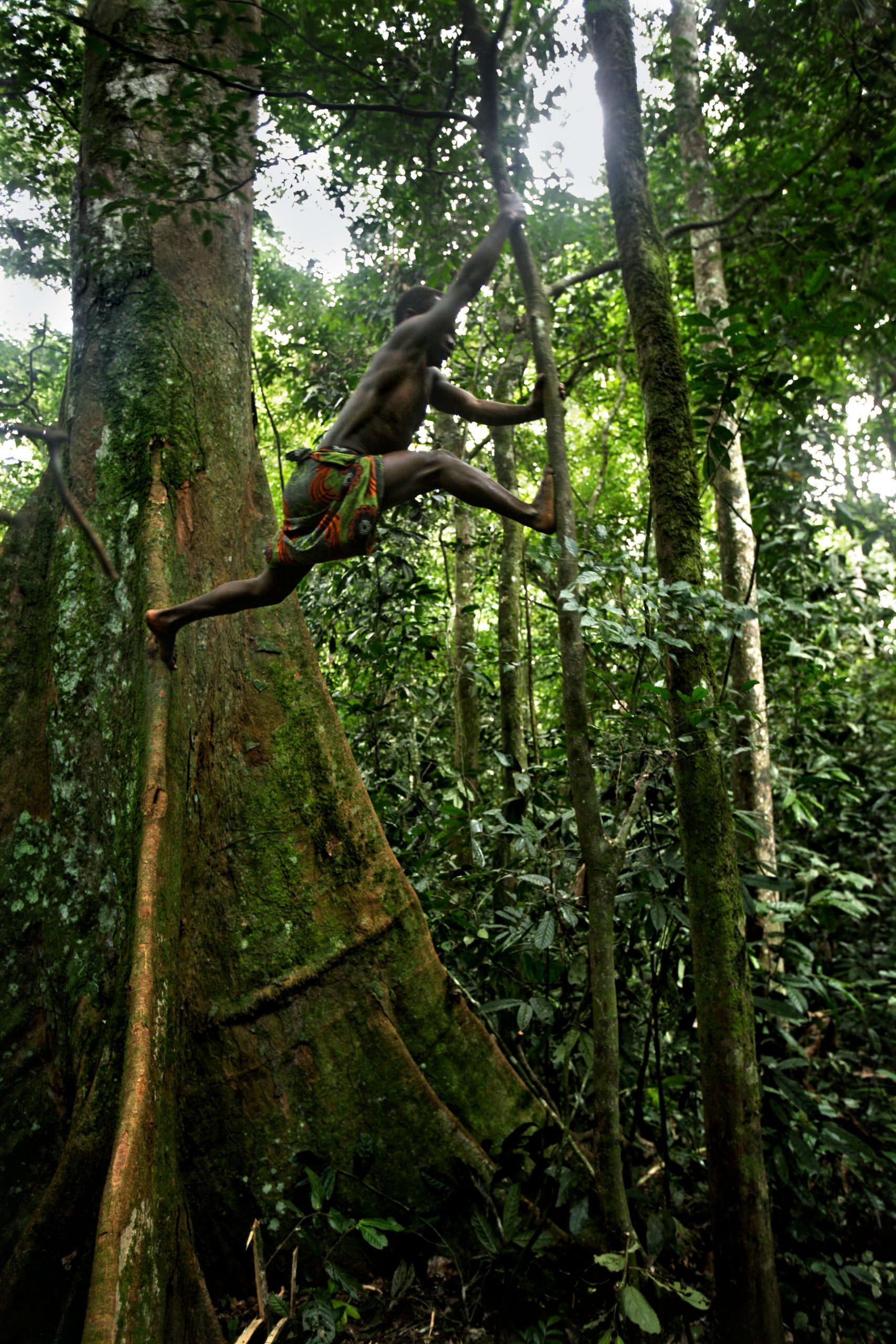 Foresta Equatoriale di Ituri - Repubblica Democratica del Congo - Un pigmeo Mbuti-Efe sta salendo su un albero per raccogliere il miele nella foresta di Ituri. ©Bruno Zanzottera
