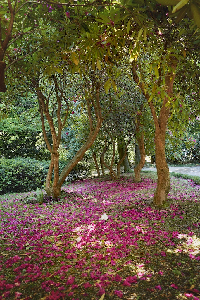 Bosco dei rododendri