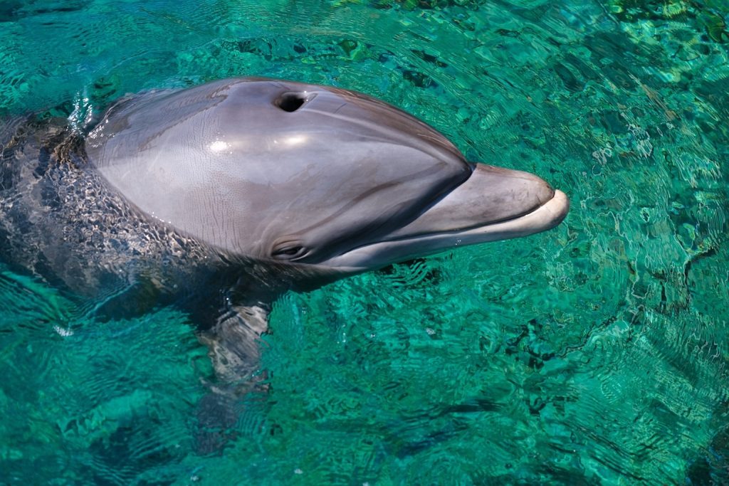 delfino israele