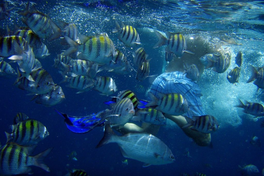 pesci Aruba