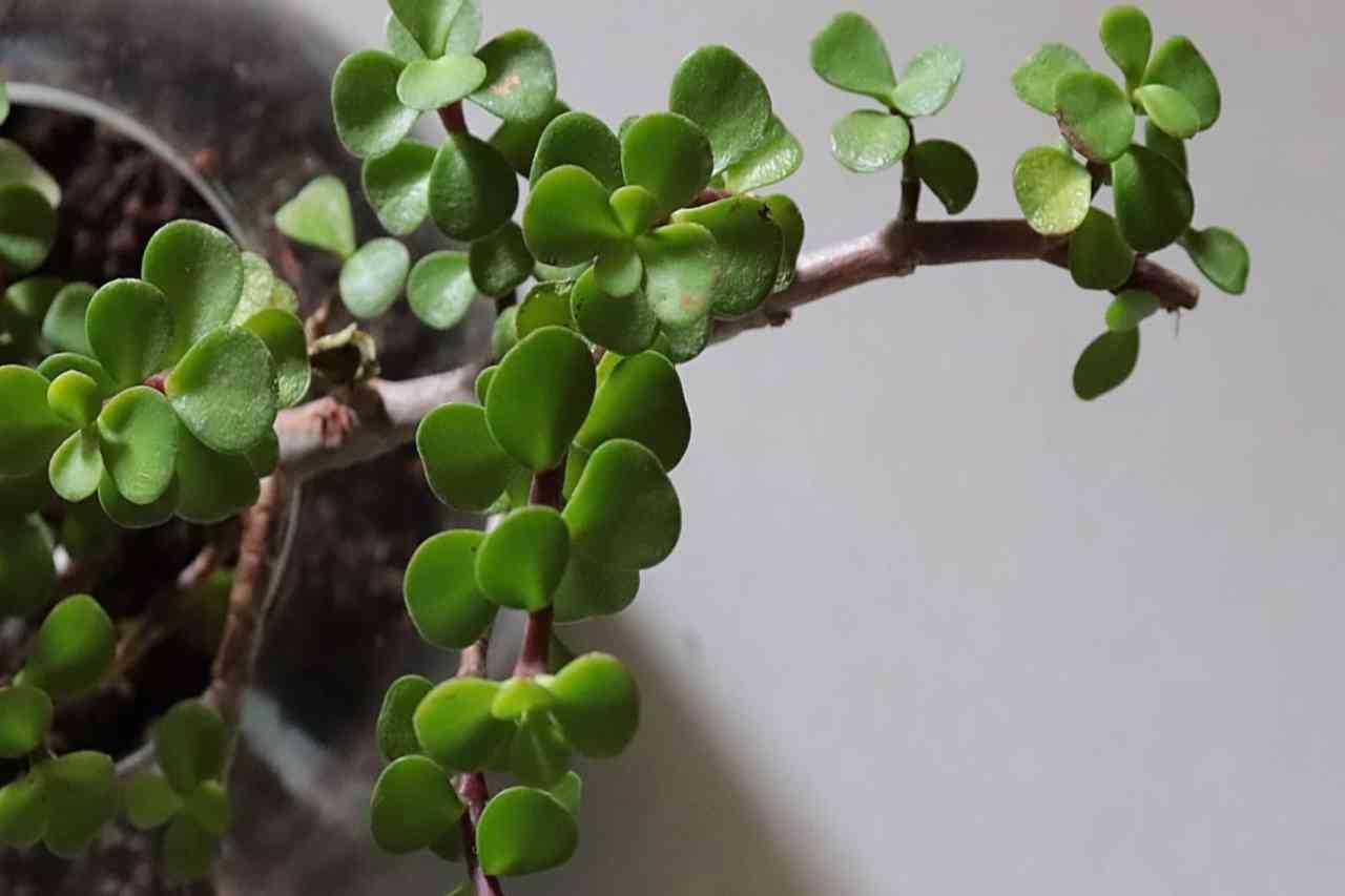 If you have a jade tree, beware of the cold: here are the consequences
