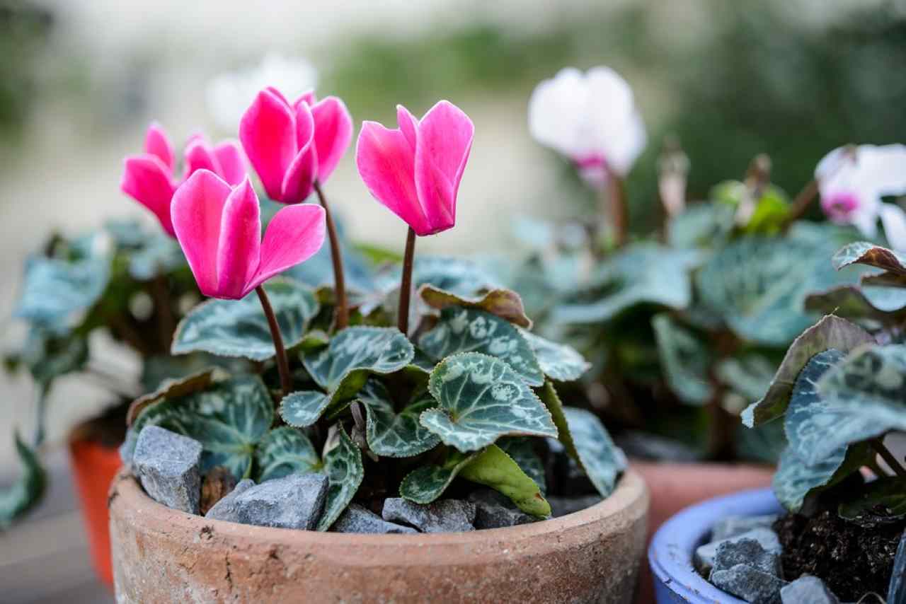 10 piante invernali da esterno