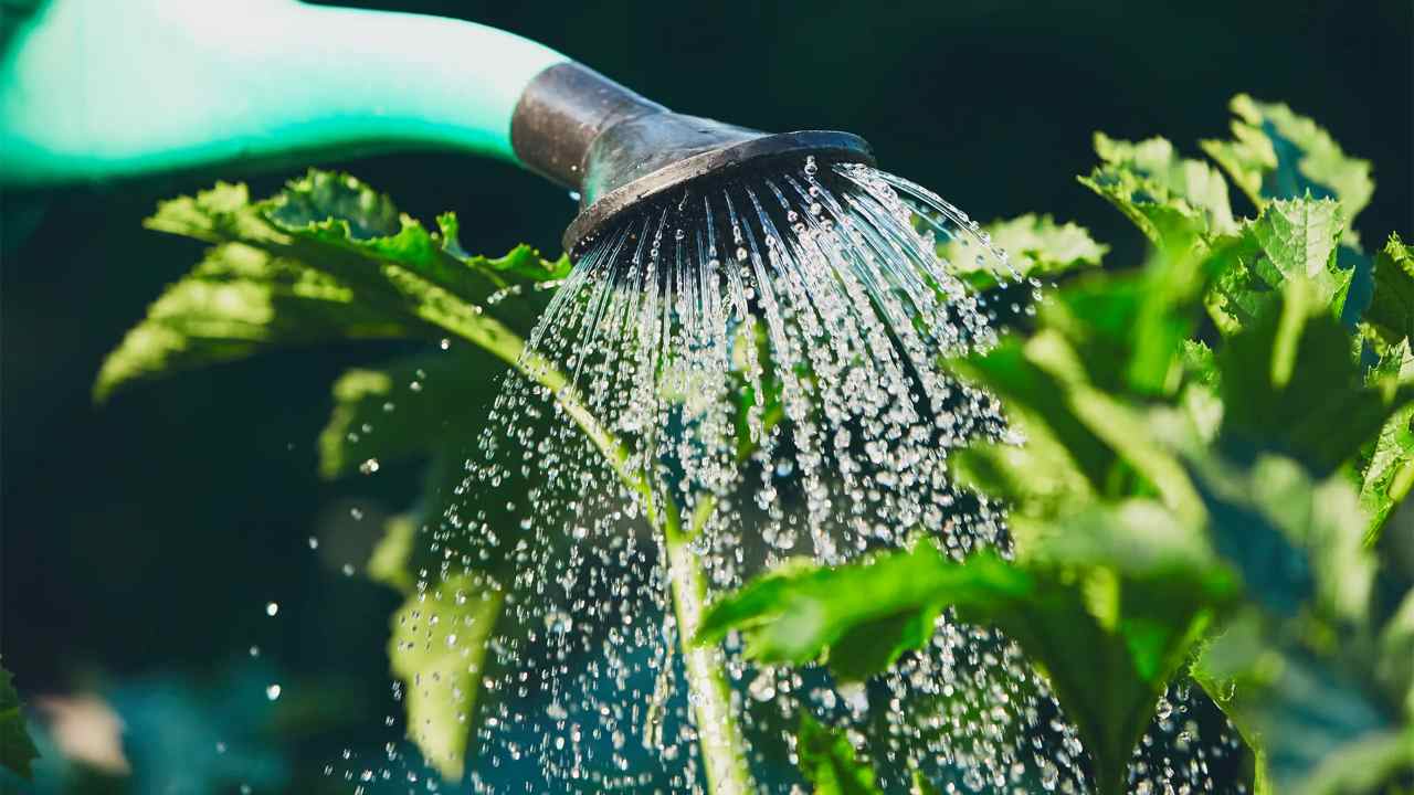 Quanta acqua devi dare alle tue piante d'inverno