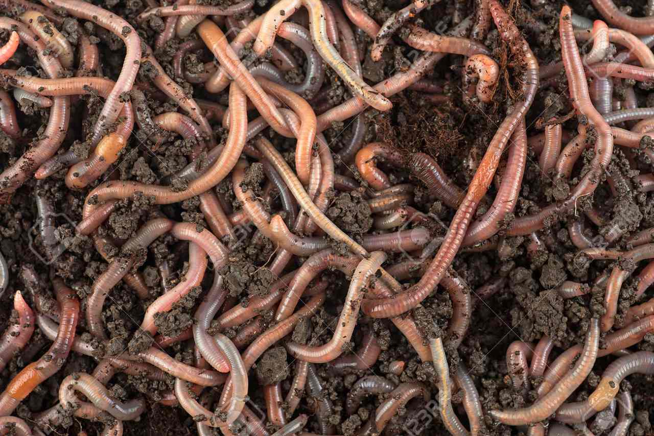 I vermi sono pericolosi per le nostre piante? Ecco la risposta dell'esperto