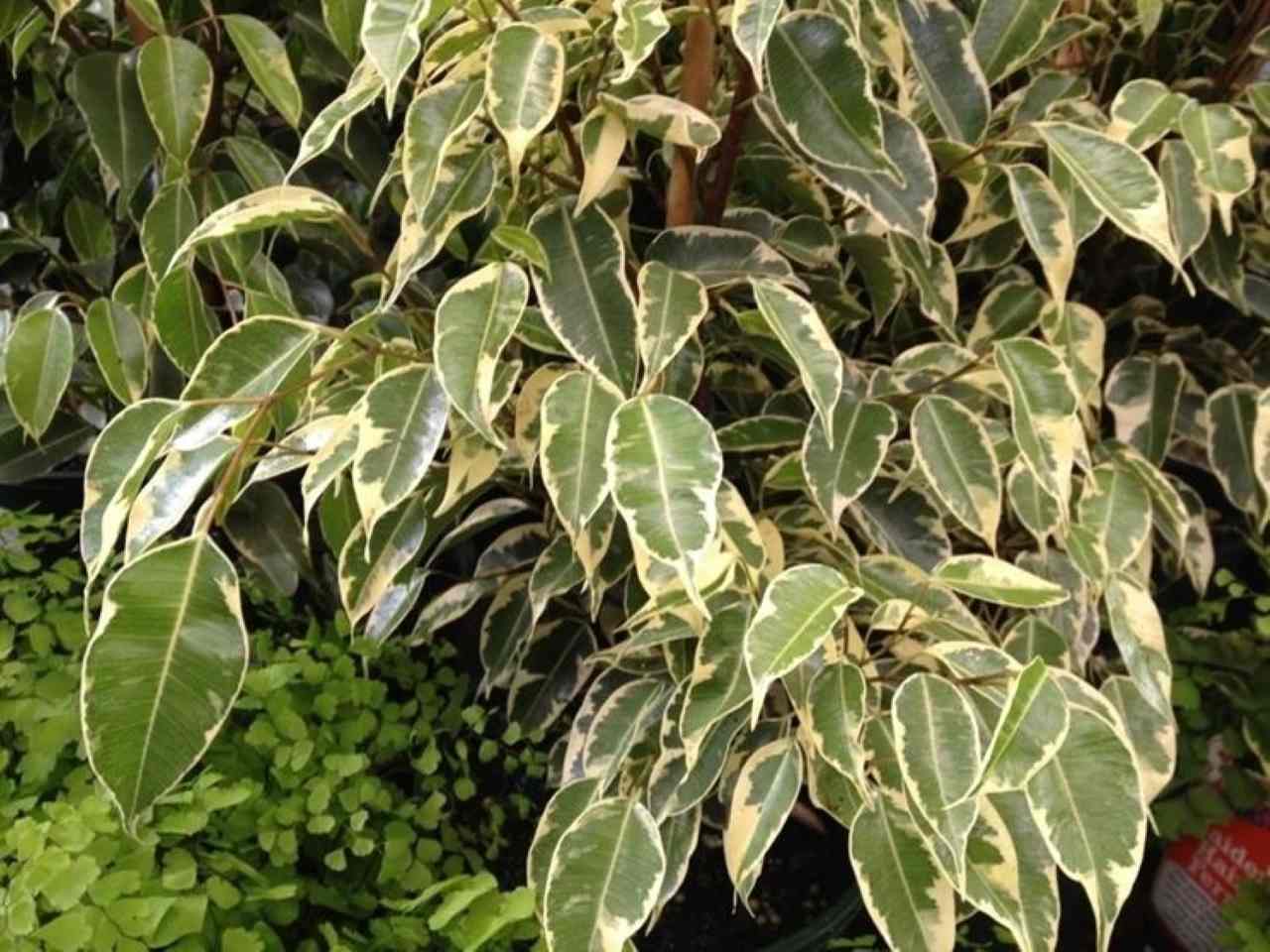 Ficus-benjamin foglie gialle