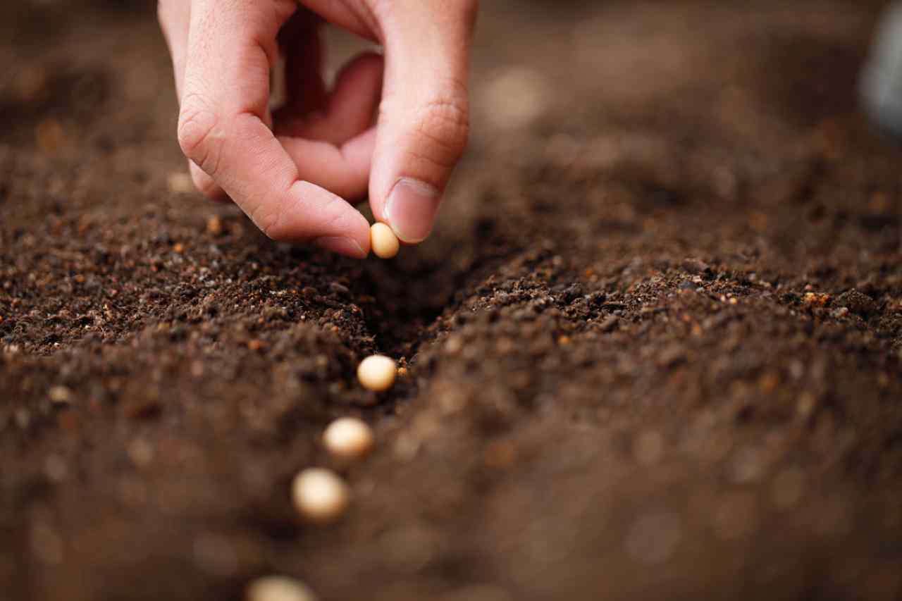 Guida su come effettuare la semina: ecco gli errori comuni da evitare