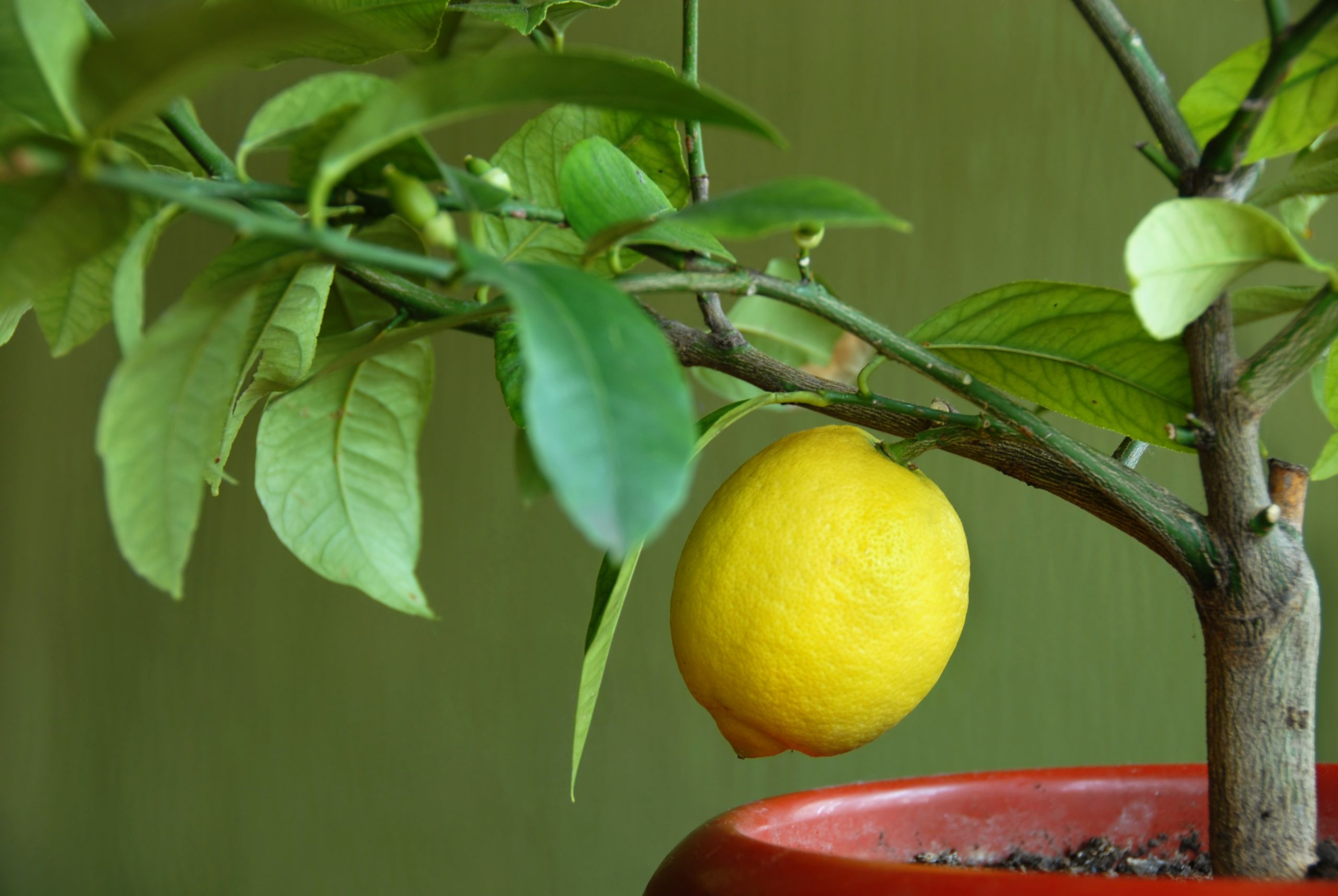 pianta di limone perde le foglie in inverno
