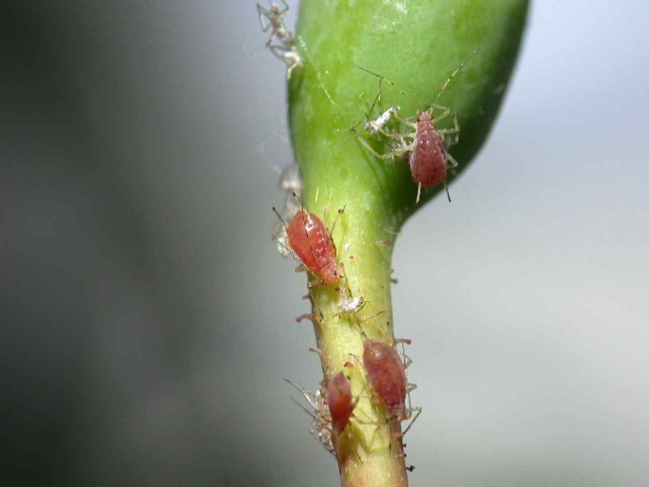 insetto parassita piante