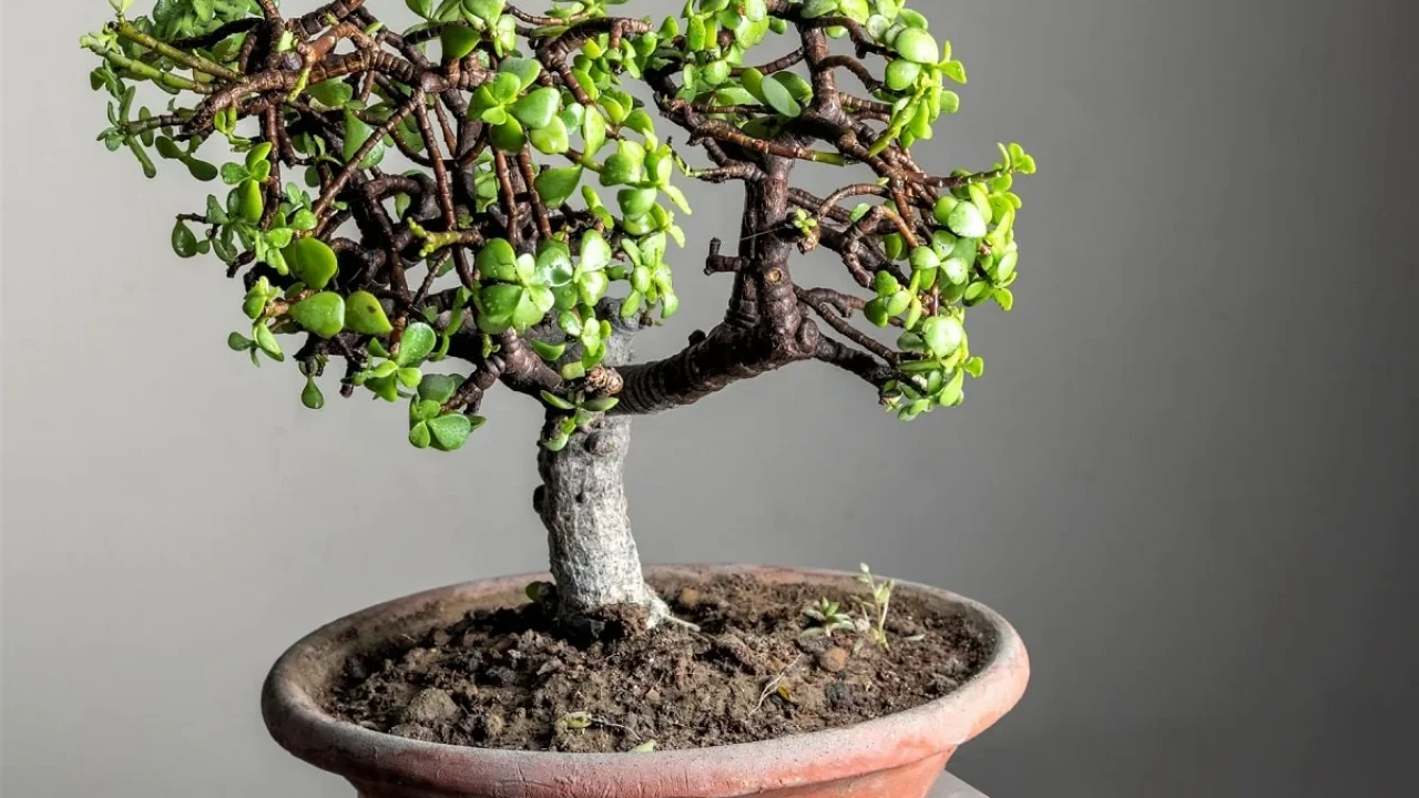 Albero di Giada a bonsai