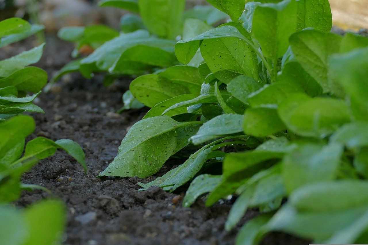 come coltivare gli spinaci in casa