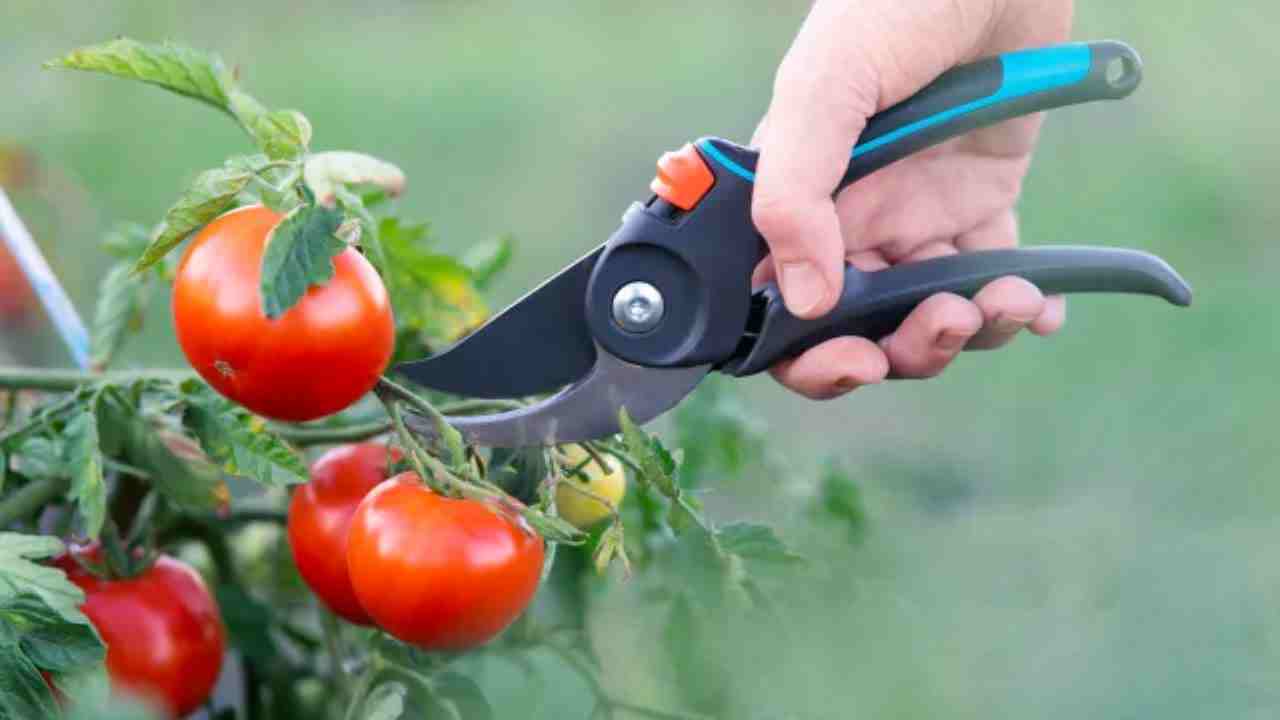 Come potare i pomodori