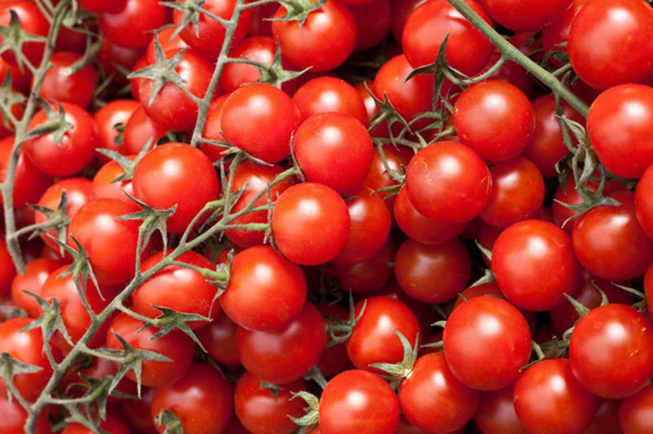 Quando piantare pomodorini ciliegino siciliani: ecco il periodo giusto