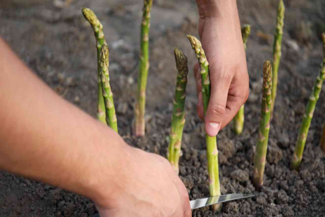 coltivare asparagi