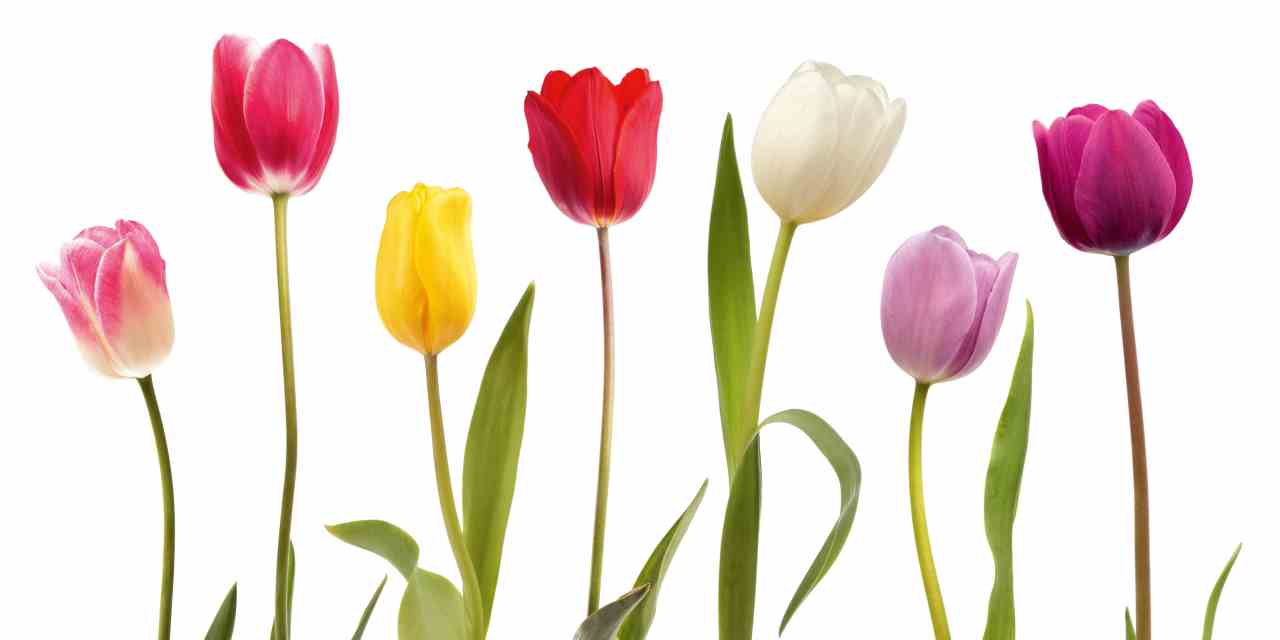 quando piantare i tulipani